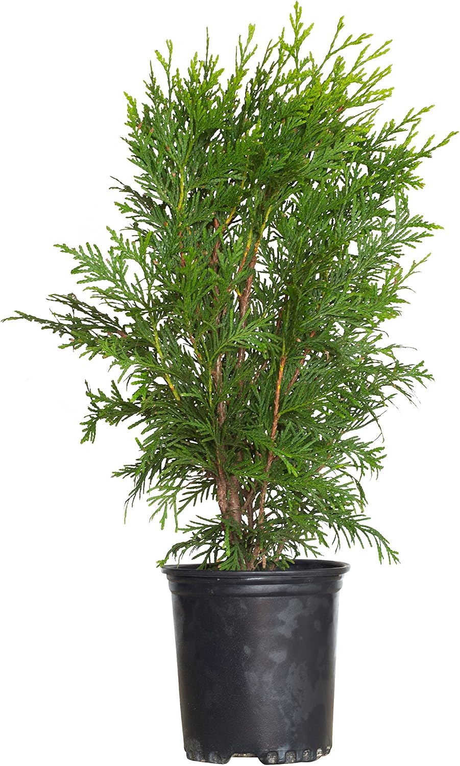 Green Giant Arborvitae (2.5 Quart) Fast-Growing Evergreen Thuja Tree with Green Foliage - Full to Partial Sun Live Outdoor Plant
