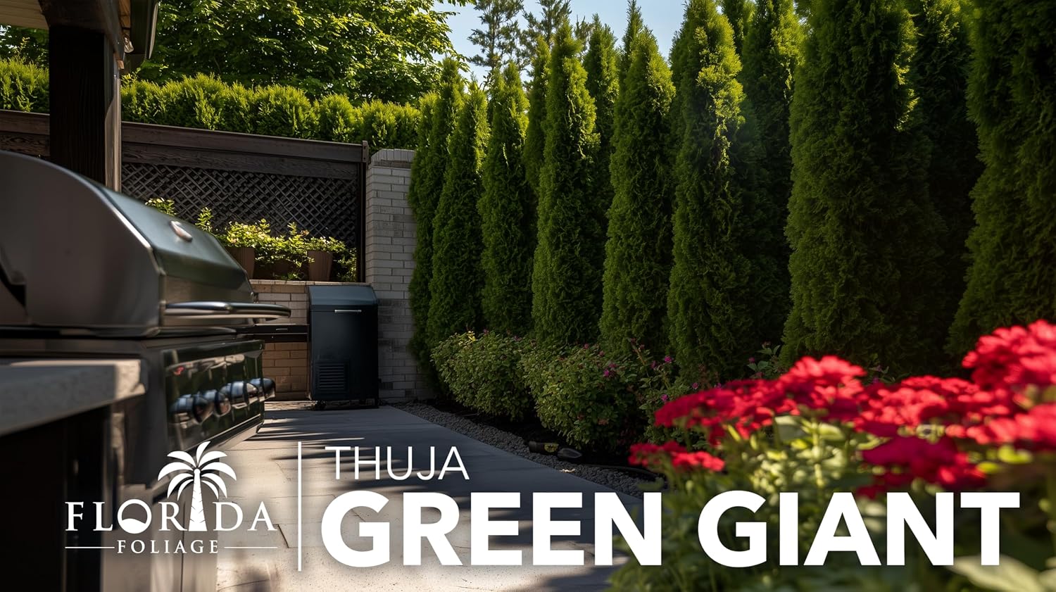 Thuja Green Giant | 40 Live Plants | Thuja standishii x plicata | Fast Growing Evergreen Trees | Privacy Hedge Plants for Landscaping