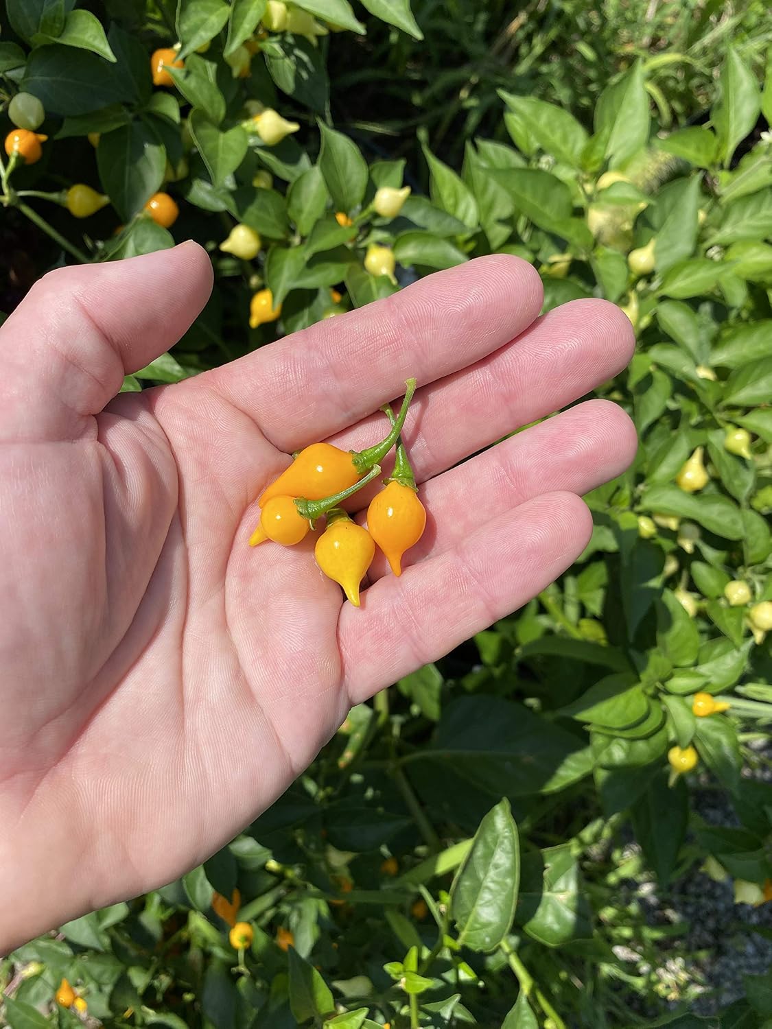 Yellow Biquinho Chupetinho Heirloom Pepper Premium Seeds for Planting Packet