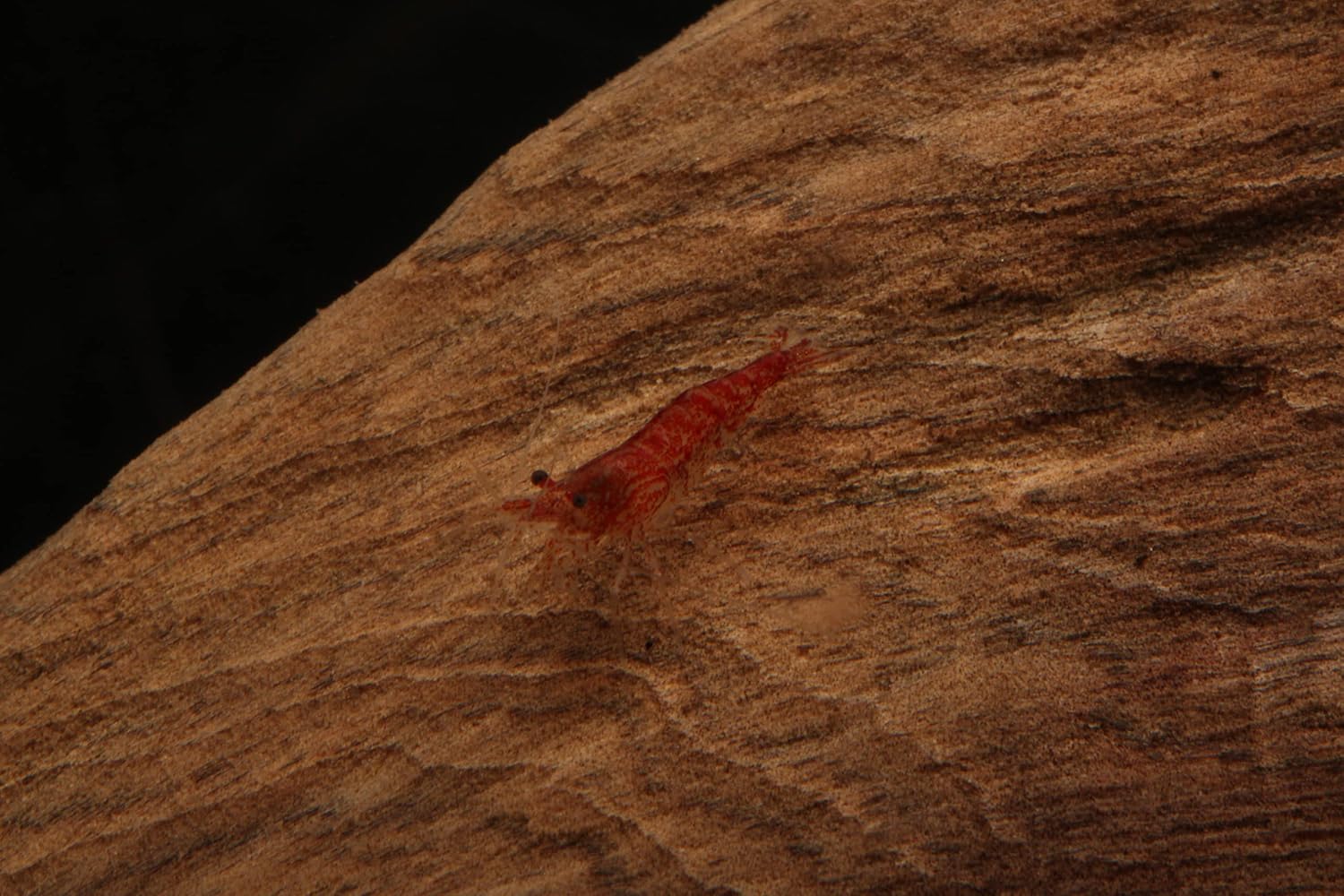 Imperial Tropicals 25 Cherry Shrimp - Neocaridina (1/3"-1/2") - USA Born and Raised!