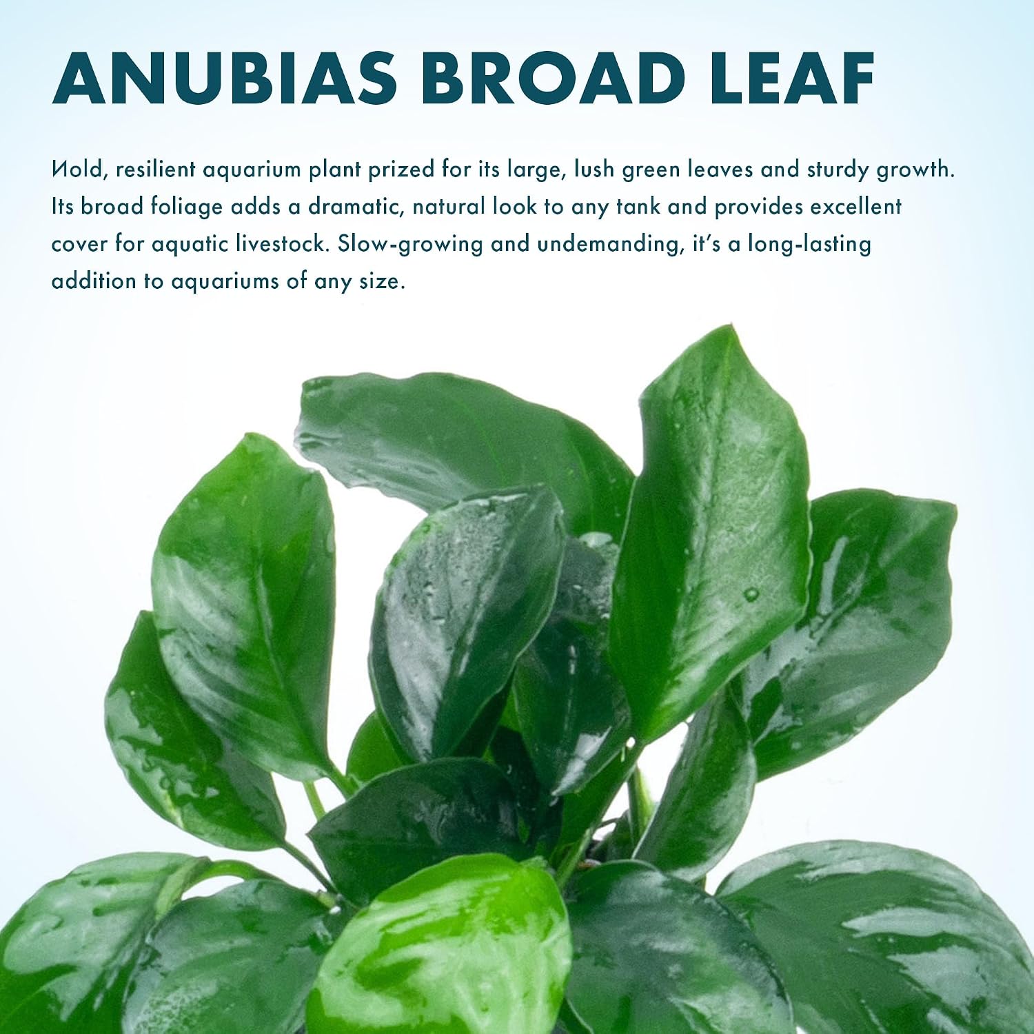 Anubias Nana Live Aquarium Plants - Potted Freshwater Plant for Fish Tanks, Terrariums - Beginner Friendly Low Light (1 Pot)