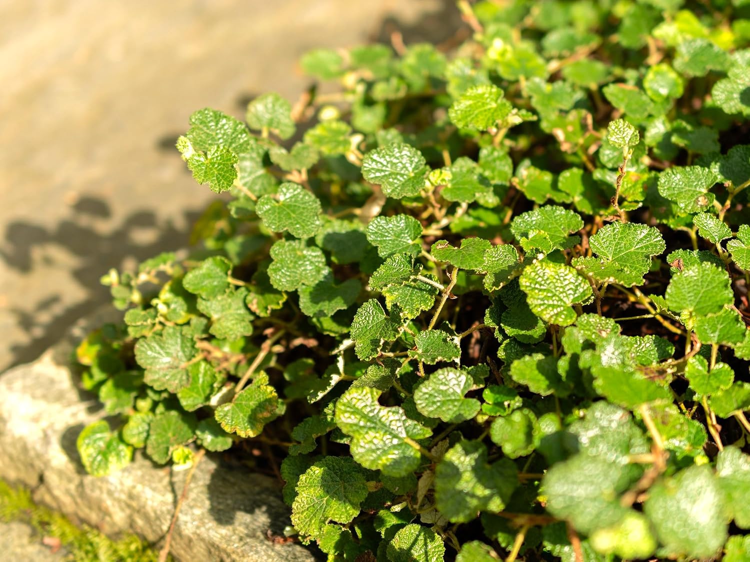 Live Ground-Cover Plants - Pachysandra Terminalis + Japanese Spurge - [Qty: 25 Bare Roots] - (Click for Other Available Plants/Quantities)