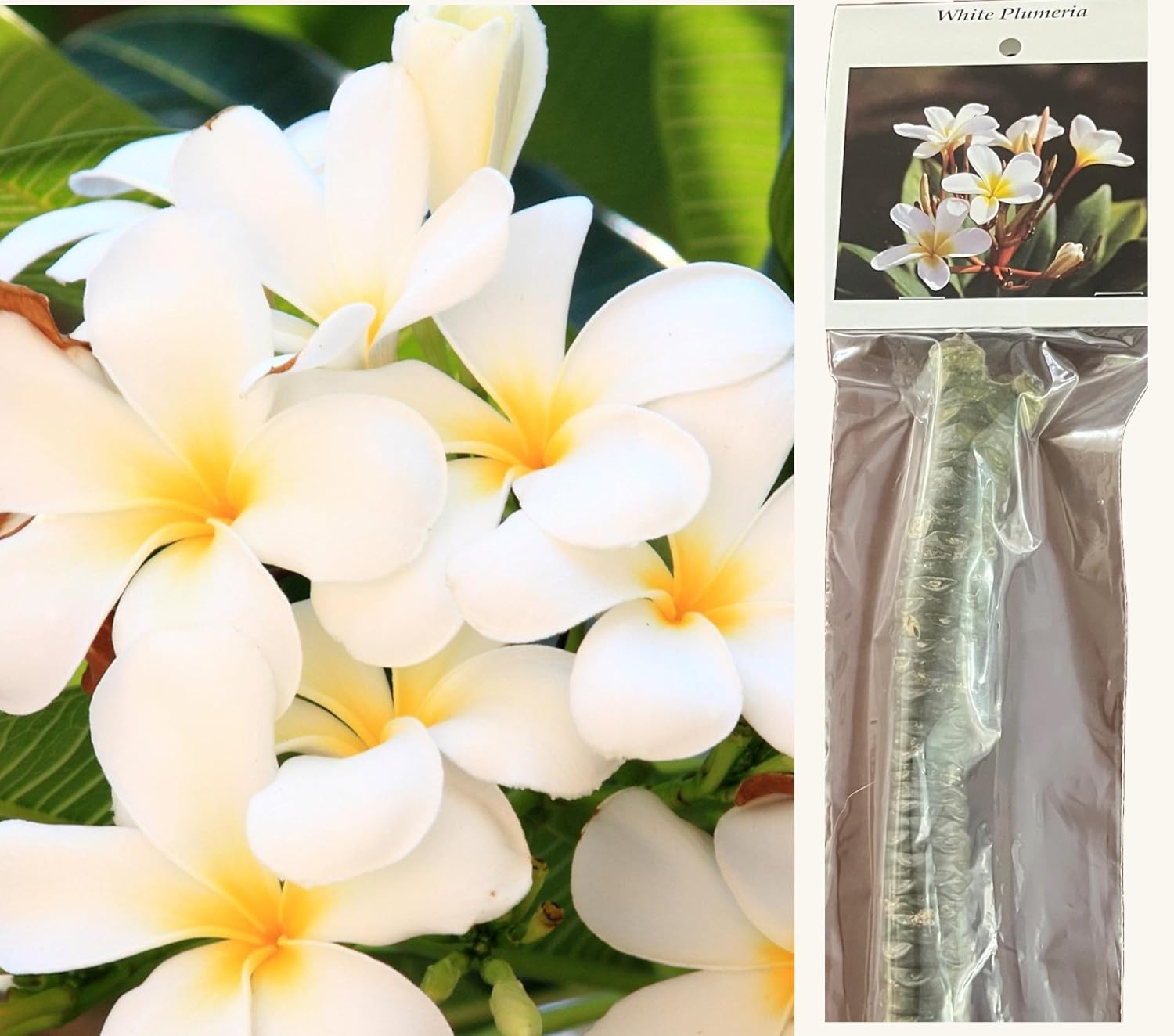 Hawaiian White Plumeria Plant Cutting ~ Grow Hawaii | 11" Cutting Easy To Root Grows 3-15ft Tall (Depending on Pruning) Indoors Outdoors