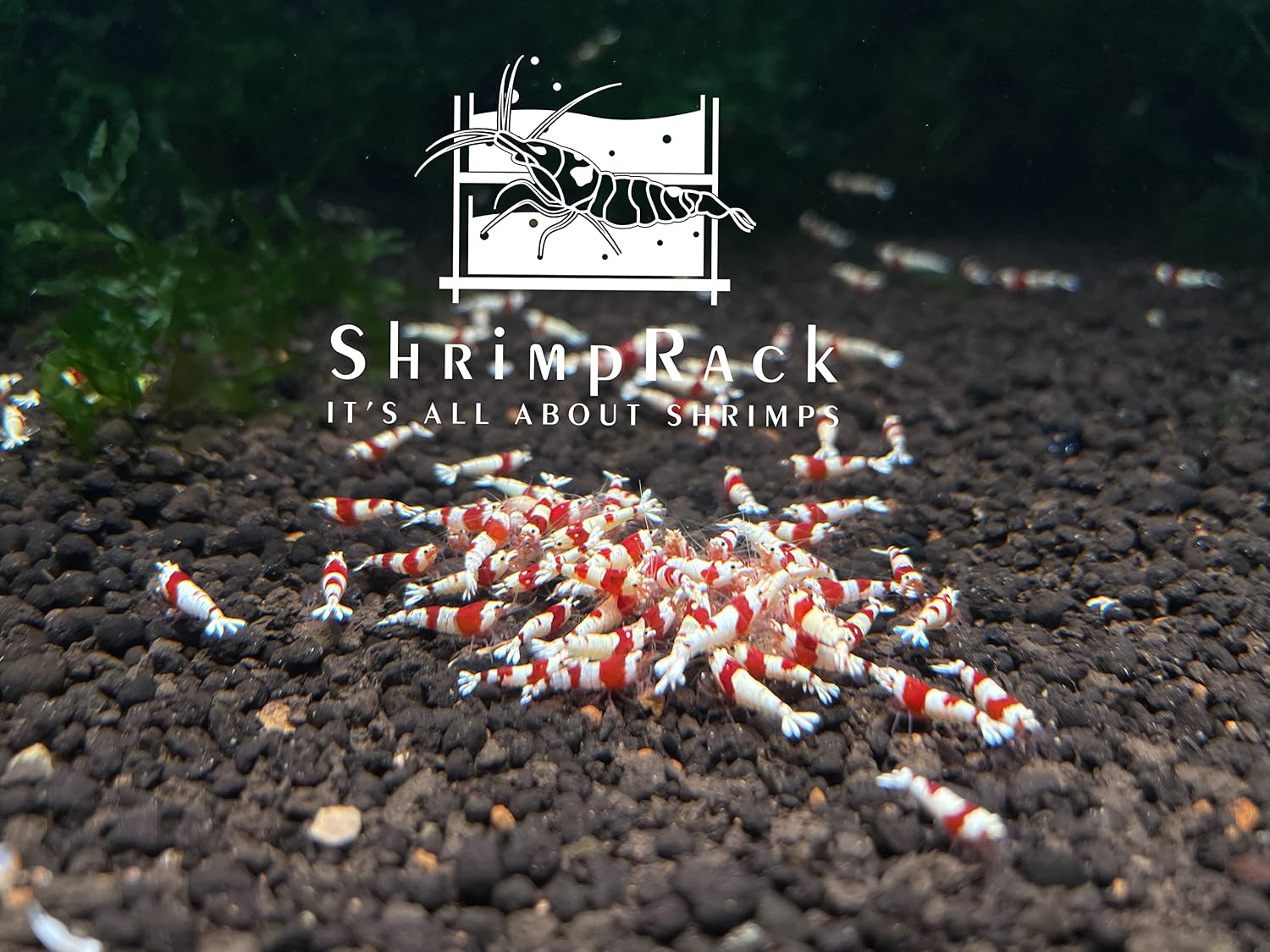 10 Crystal Red Shrimp CRS Grade S-SSS Live Freshwater Aquarium Shrimps 1/4 to 1/2 inch Long.