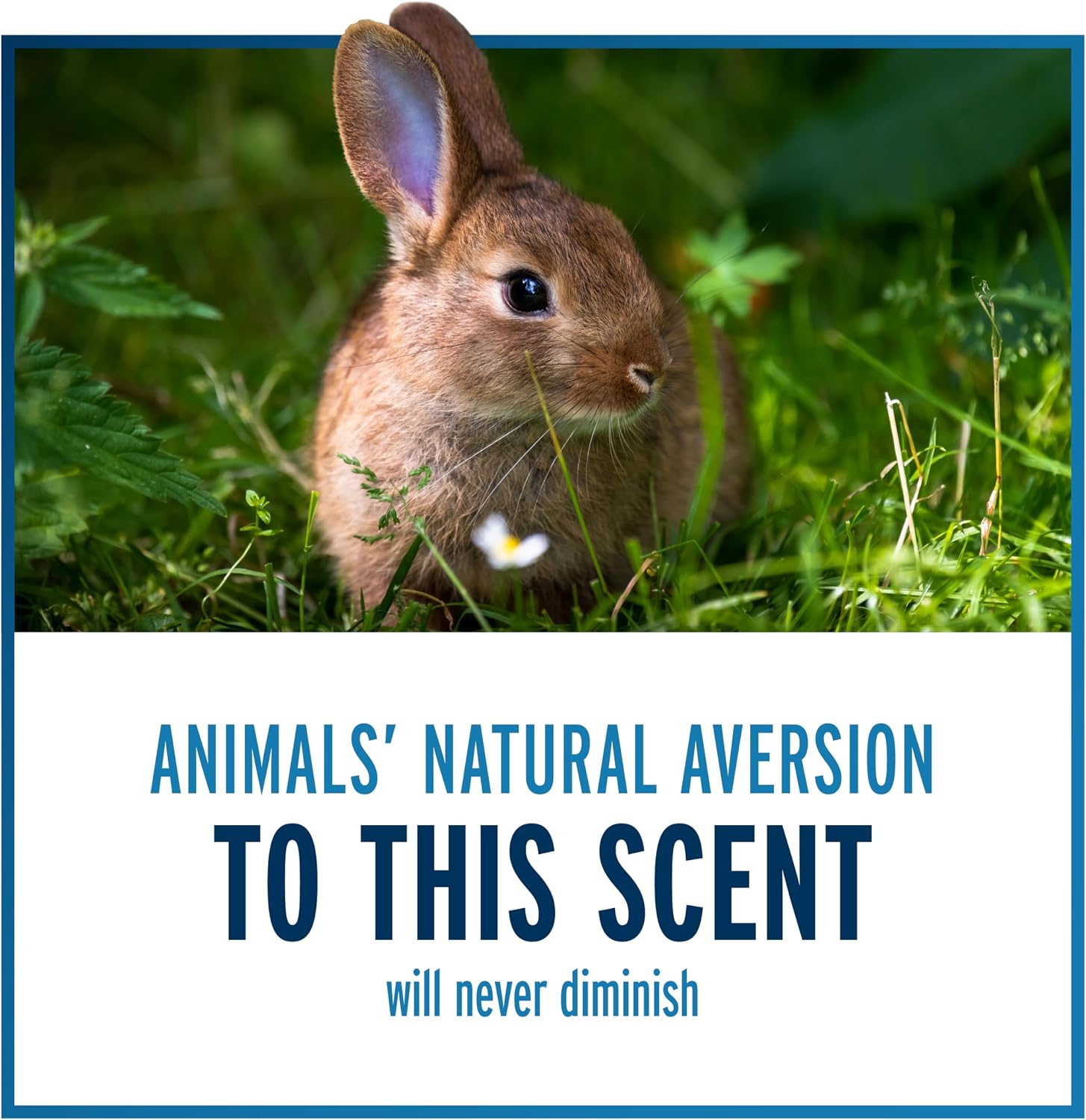 Liquid Fence Deer And Rabbit Repellent Granular 2 Pounds, Apply Year-Round