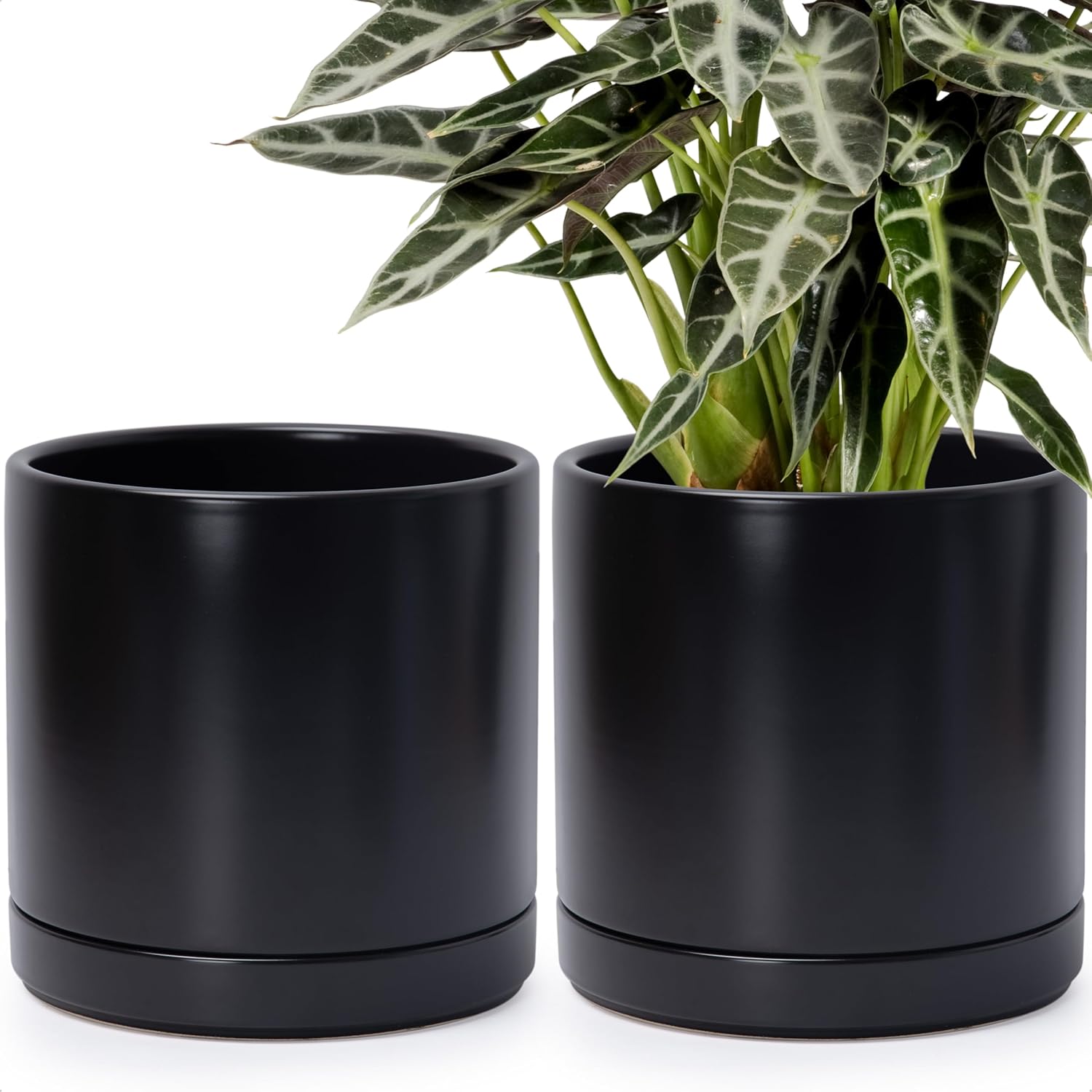 D'vine Dev 2-Pack Ceramic Pots with Saucers, White/Grey, 4.7 in, 94-V-B-6