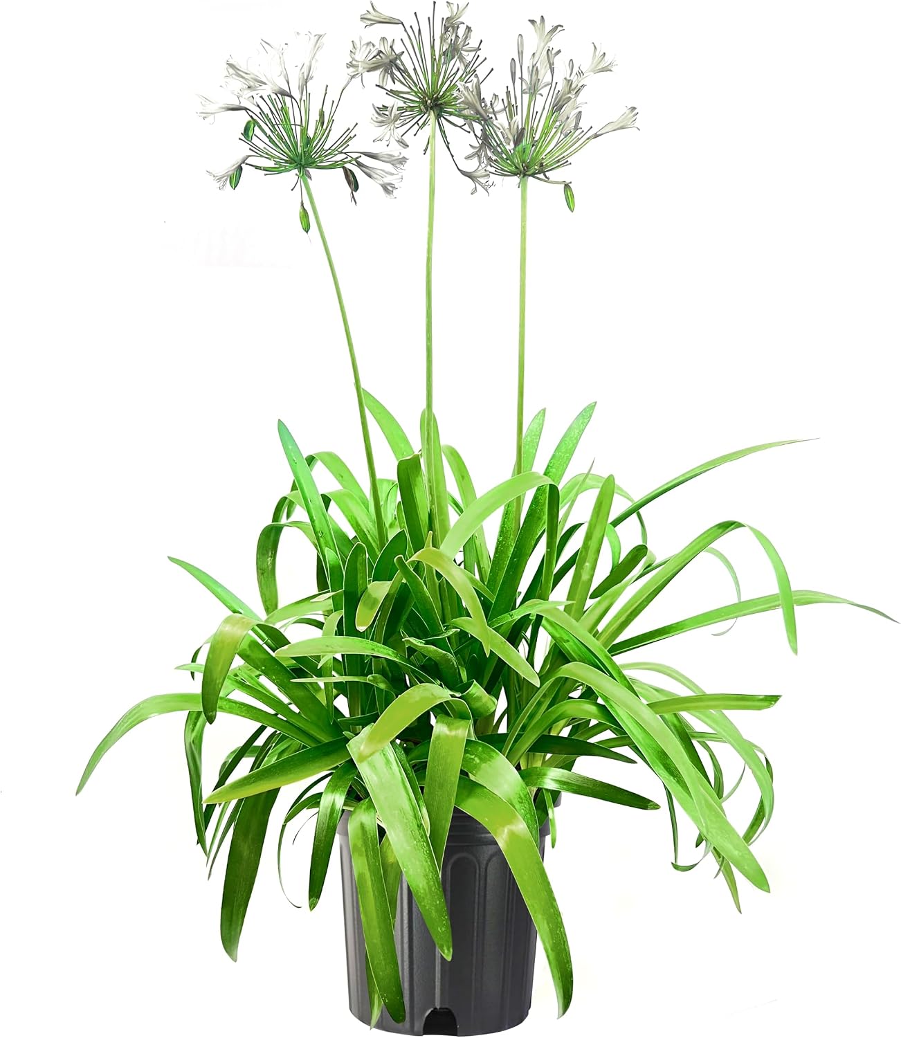 Agapanthus Africanus Getty White | 60 Live Plants | Evergreen Perennial, Summer Blooms, Long-Lasting Flowers, Low Maintenance, Container Friendly, Dramatic Foliage, Pollinator Friendly