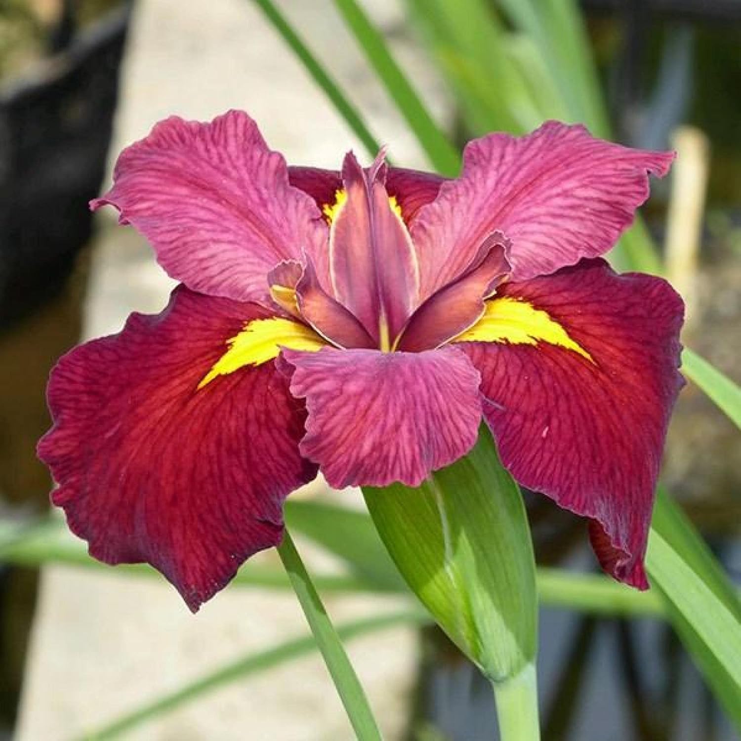 ‘Black Magic’ Taro, a Great Live Pond Plant for Your Water Garden. Filters The koi and Goldfish Pond. Good for Bogs