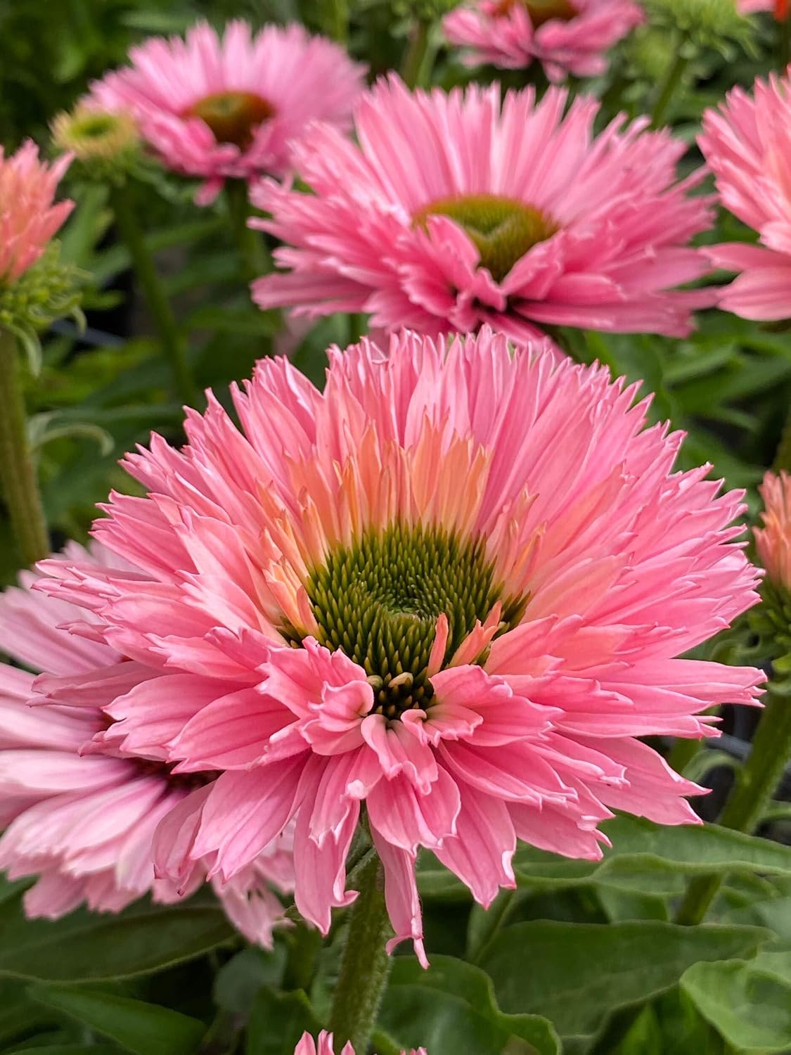 Echinacea purpurea ‘Cheyenne Spirit’ (Coneflower) Live Perennial, Size-#1 Container, Mixed Color Summer Flowers, USDA Zones 4-8