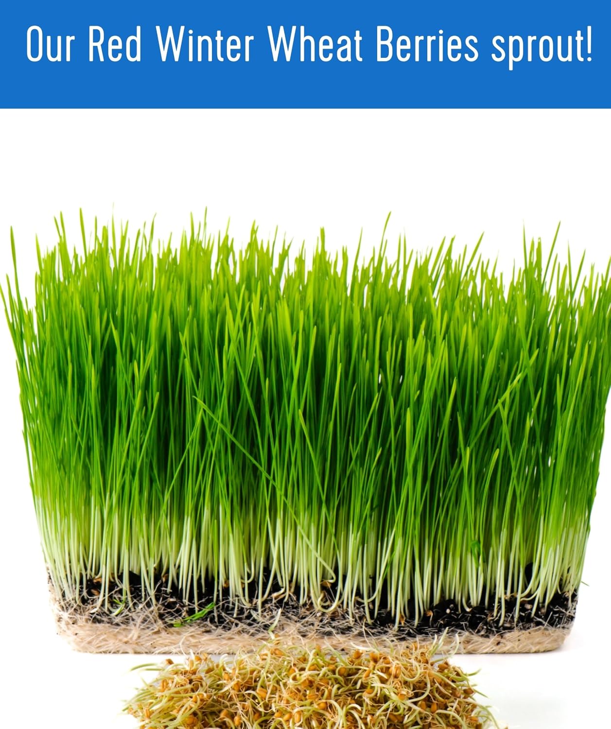 Palouse Brand Certified Glyphosate Residue Free Hard Red Winter Wheat Berries | 5 LBS | Family Farmed in Washington State | Non-GMO Project Verified | Certified Kosher Parve