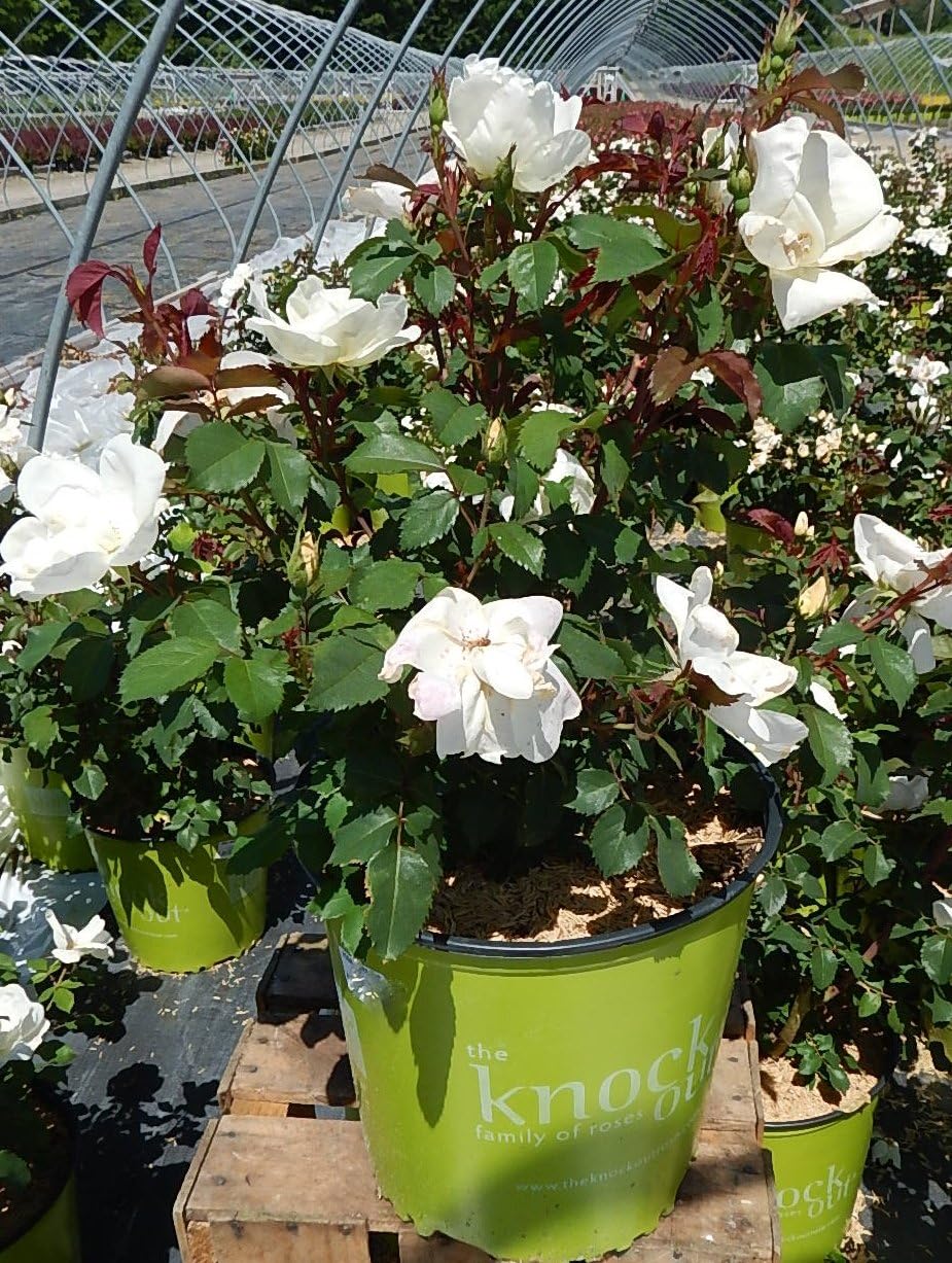 Green Promise Farms Rosa `Double Knock Out` (Reblooming) Rose, 3 Size Container, pink flower