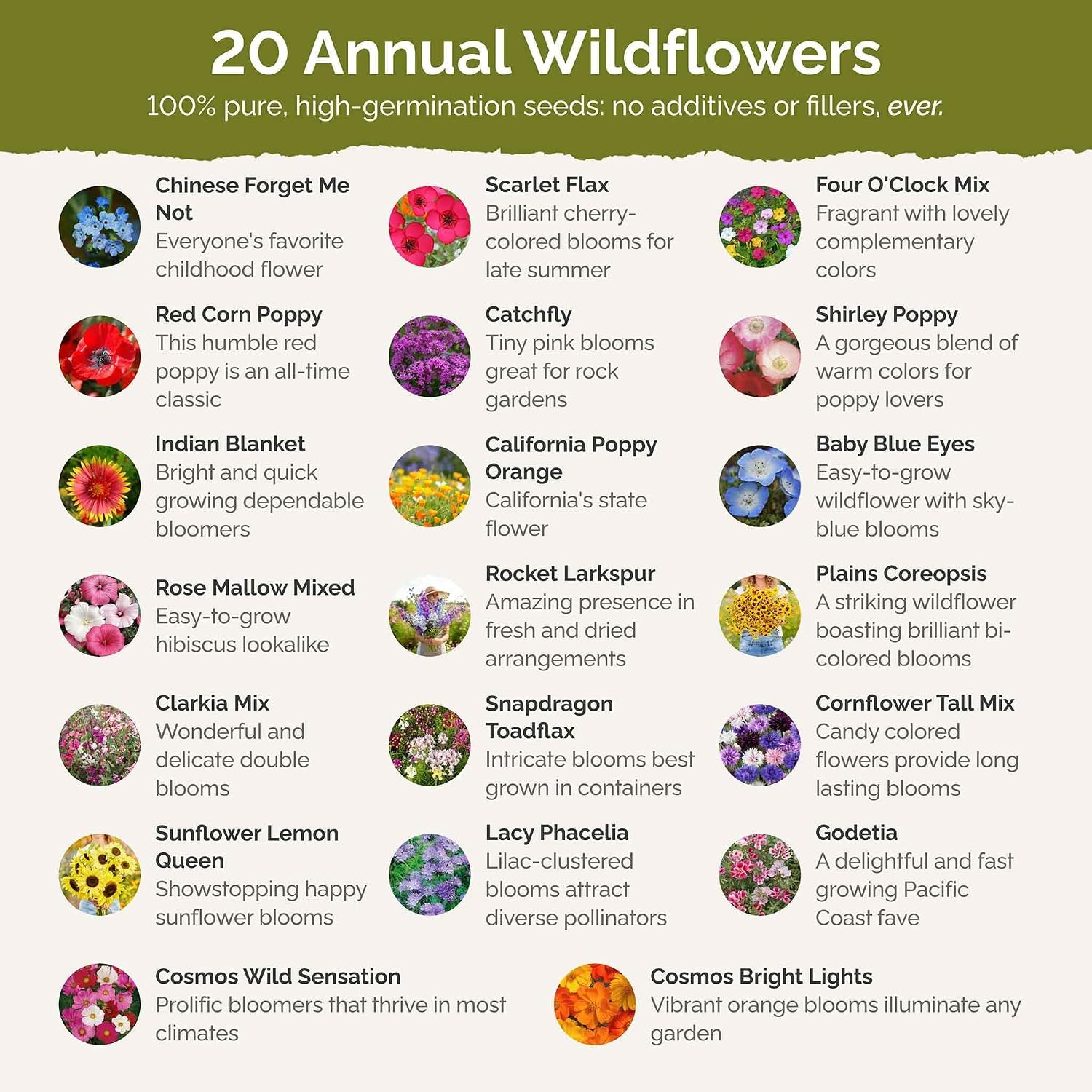 Eden Brothers All Perennial Wildflower Mixed Seeds for Planting, 1 lb, 480,000+ Seeds with Lupine, Shasta Daisy | Attracts Pollinators, Plant in Spring or Fall, Zones 3, 4, 5, 6, 7, 8, 9, 10