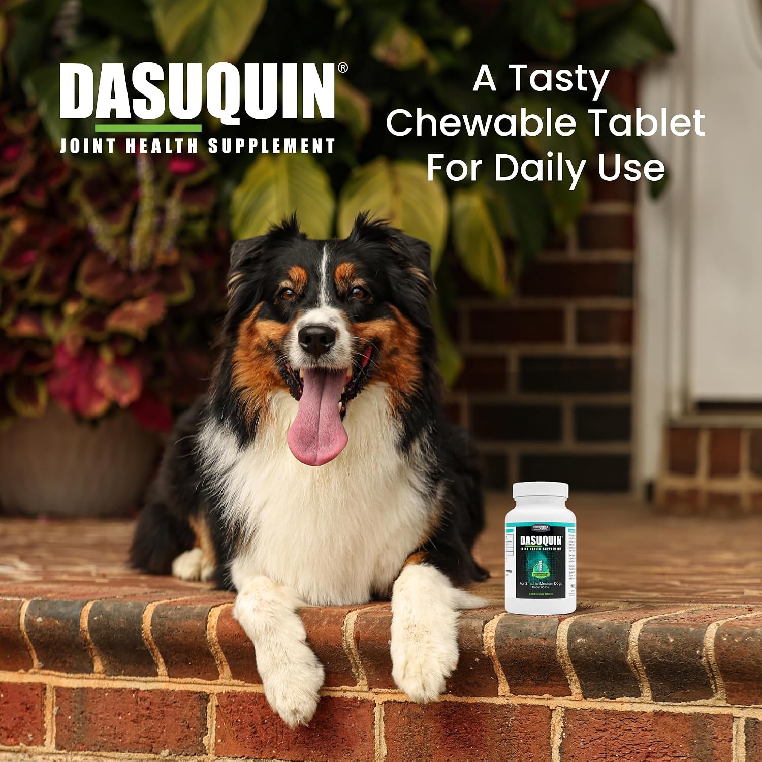 Nutramax Dasuquin Joint Supplement, Small/Med Dogs, Soft Chews, 84ct | Glucosamine and Chondroitin Joint Health Supplement for Dogs under 60 lbs, Soft Chews, With ASU, All Ages