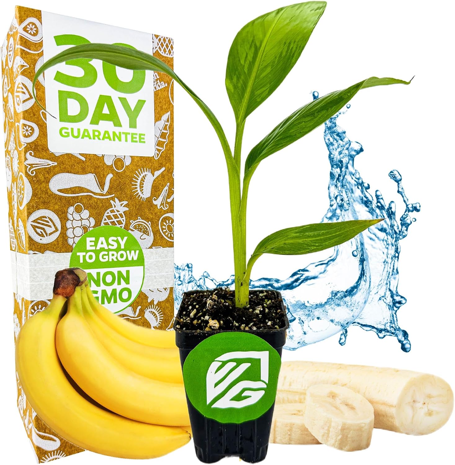 Ice Cream Banana Tree (1-Pack) Live Plants by Wellspring Gardens | Easy to Grow Plants for Nature Lovers & Gardeners- Outdoor Planting in Patio | Musa acuminata