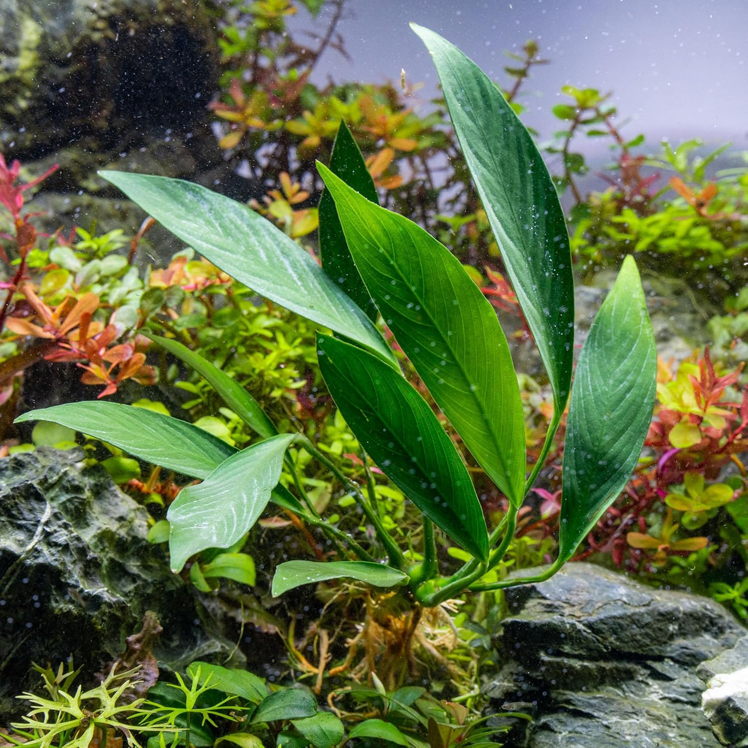 Anubias Nana Live Aquarium Plants - Potted Freshwater Plant for Fish Tanks, Terrariums - Beginner Friendly Low Light (1 Pot)