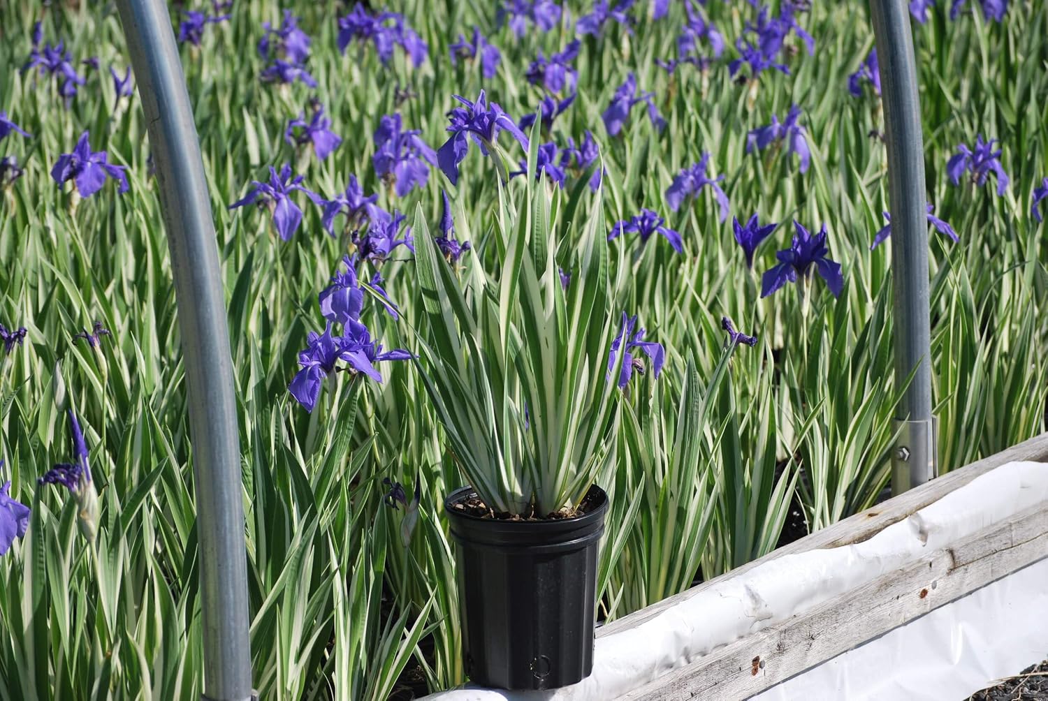 Iris e. 'Variegata' (Variegated Japanese) Perennial, Size-#1 Container, Rich Blue-Violet Flowers