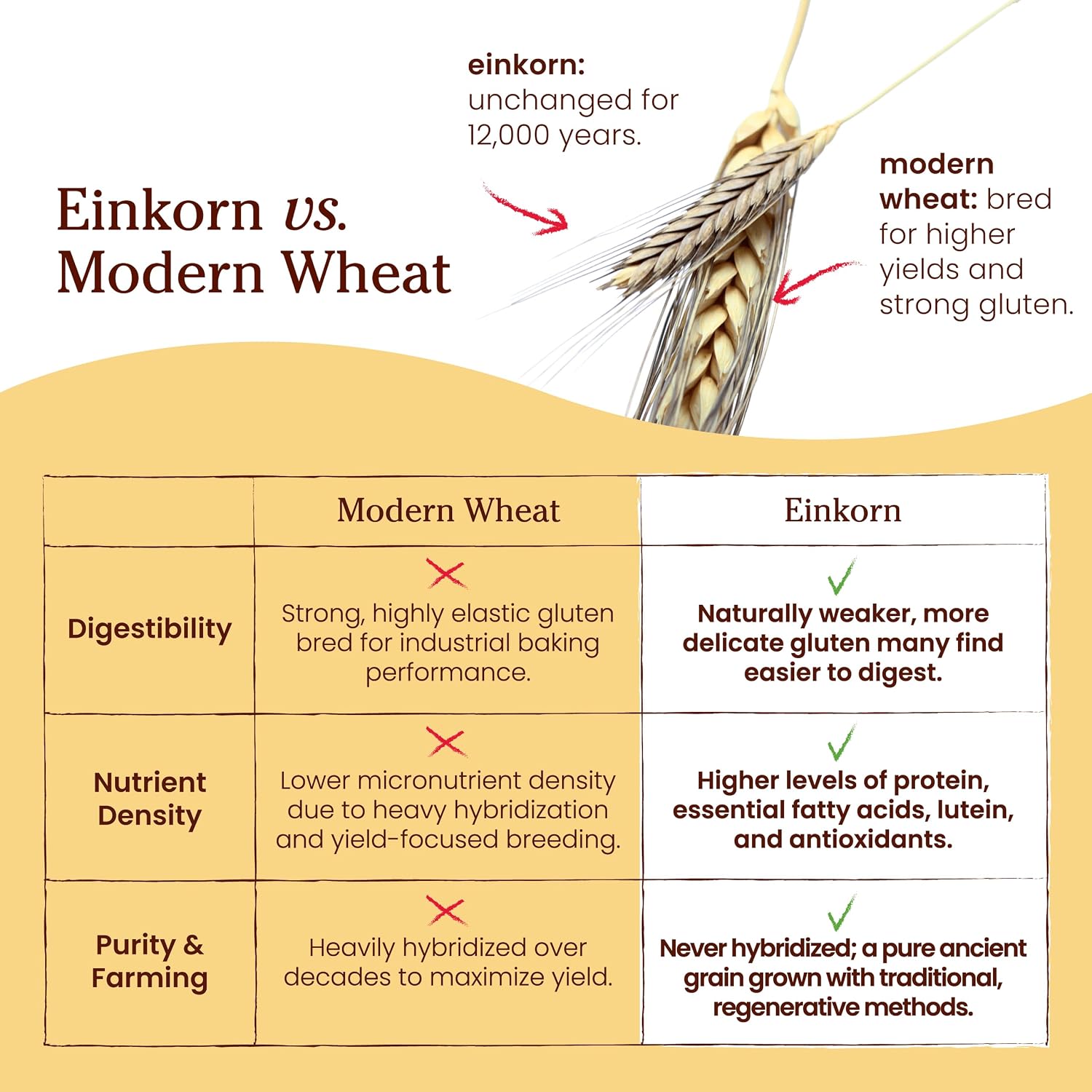Jovial Organic Einkorn Unbleached All Purpose Flour - Bread Baking Flour for Sourdough, High Protein, Non-GMO, Organic Pizza & Pasta, European Italian, Glyphosate Free - 32 Oz