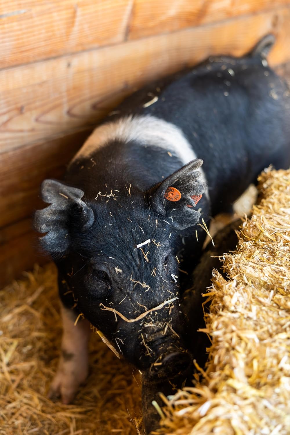standlee Straw Compressed Bale Animal Bedding, Hay Bedding for Horses & Livestock, 3.6 cu. ft.