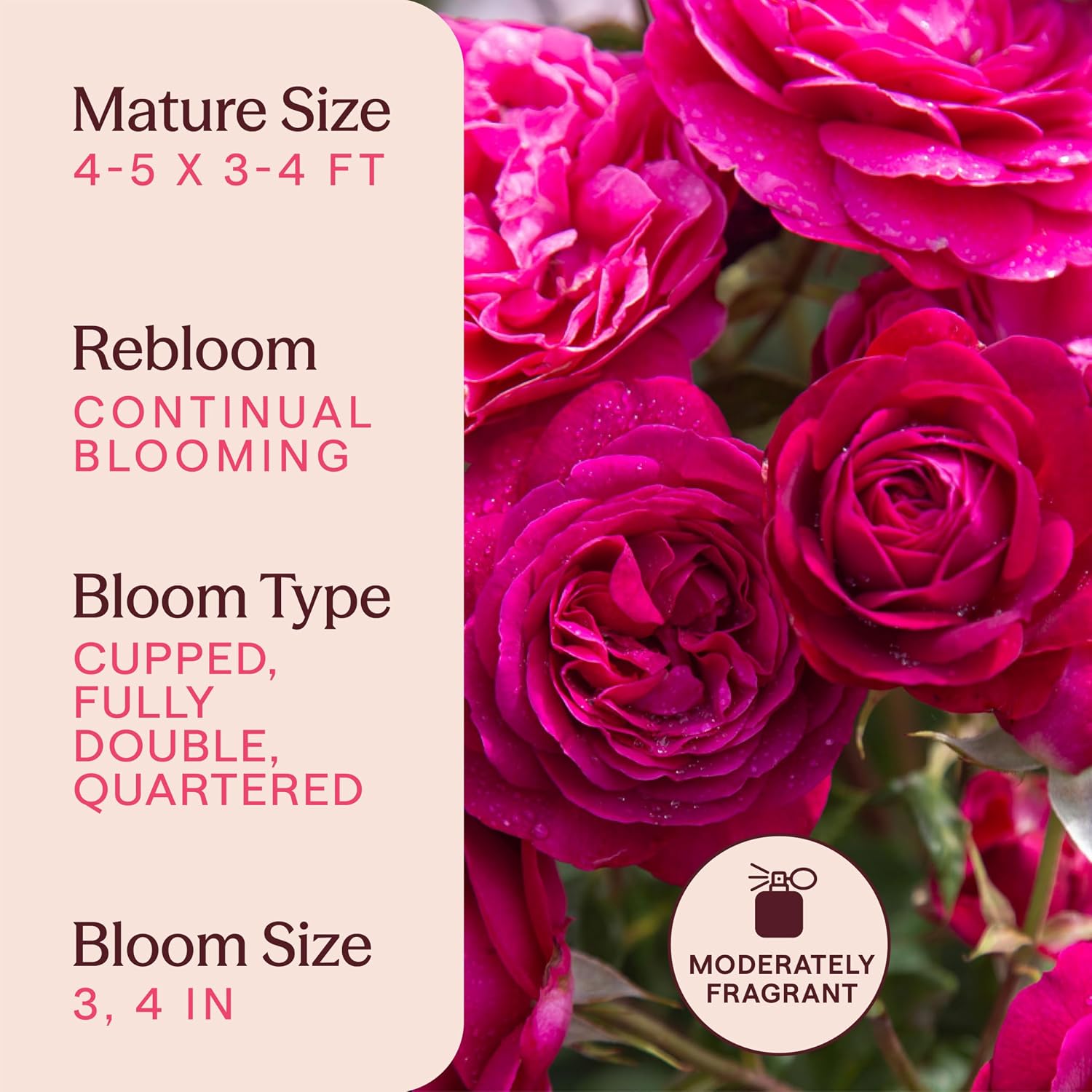 Heirloom Floribunda Roses, Live Own Root Plant, Koko Loko™ | Moderately Fragrant, Hardiness Zones: 6-10, Repeat Blooming,For Outdoor Gardens, Planters, and Pots