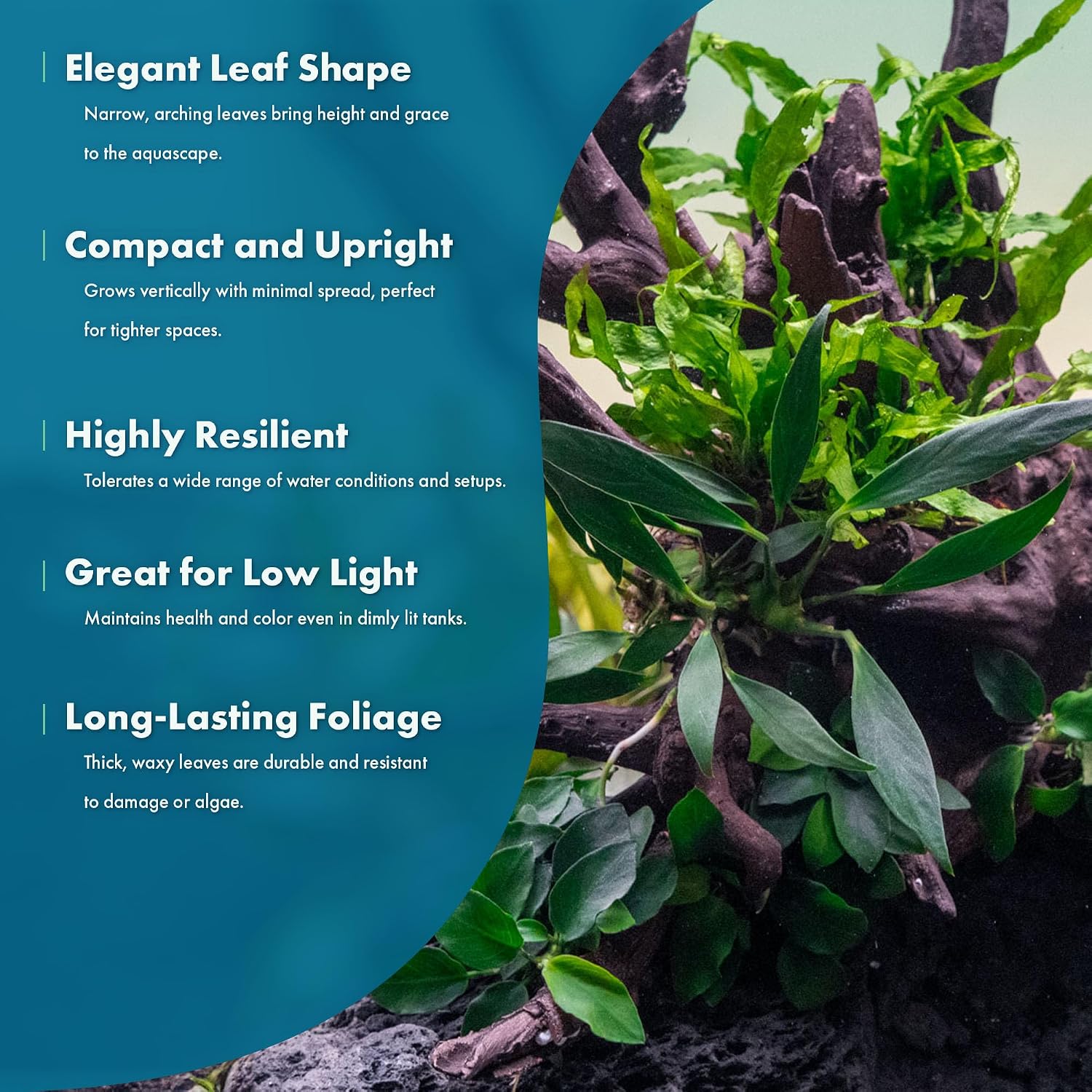 Anubias Nana Live Aquarium Plants - Potted Freshwater Plant for Fish Tanks, Terrariums - Beginner Friendly Low Light (1 Pot)