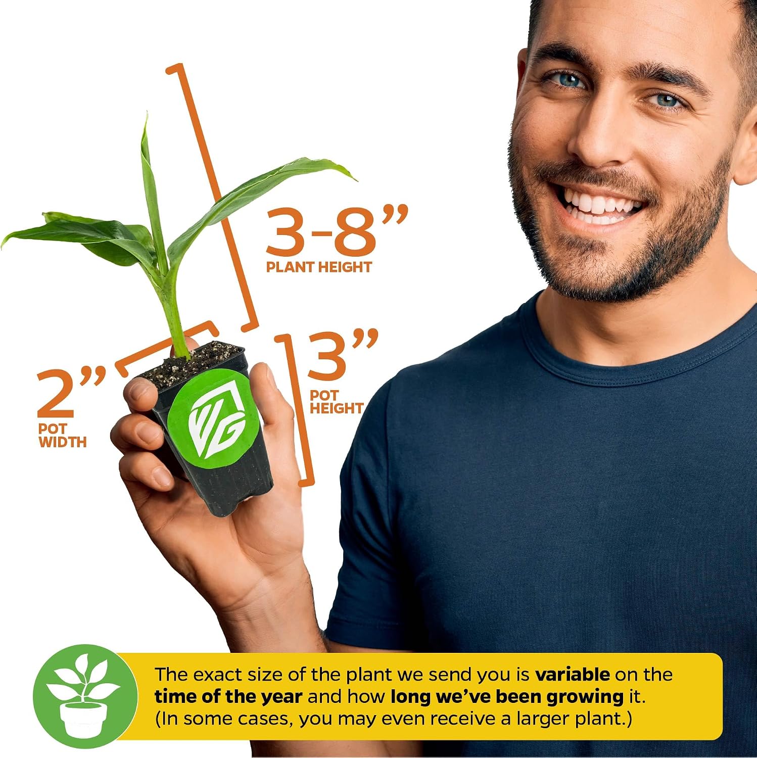 Ice Cream Banana Tree (1-Pack) Live Plants by Wellspring Gardens | Easy to Grow Plants for Nature Lovers & Gardeners- Outdoor Planting in Patio | Musa acuminata