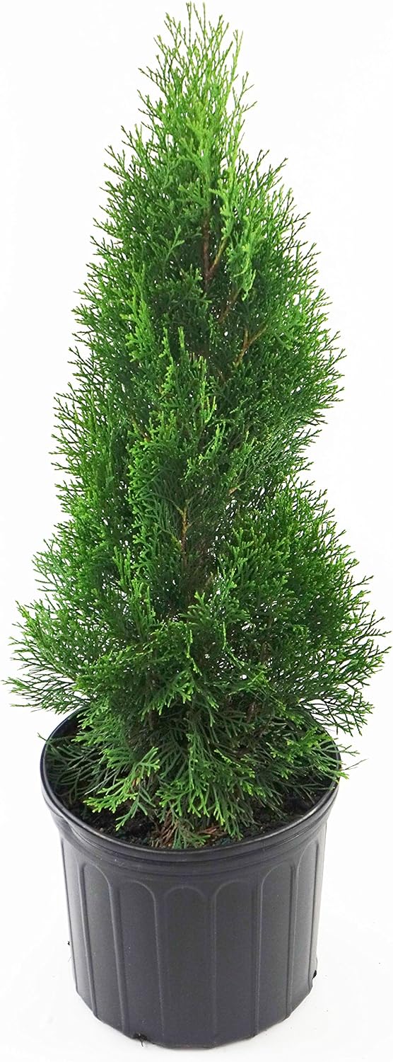 Live Plant Thuja-X Green Giant Evergreen Tree (Western Arborvitae), 3-Gallon Fully Potted Plant from Green Promise Farms