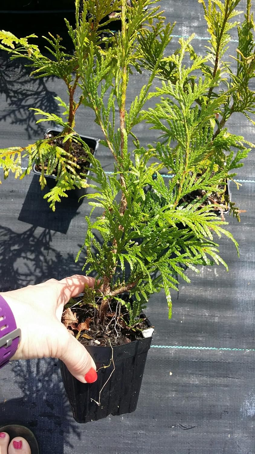10 Thuja Green Giant Arborvitae 7-10 inches Tall Trees