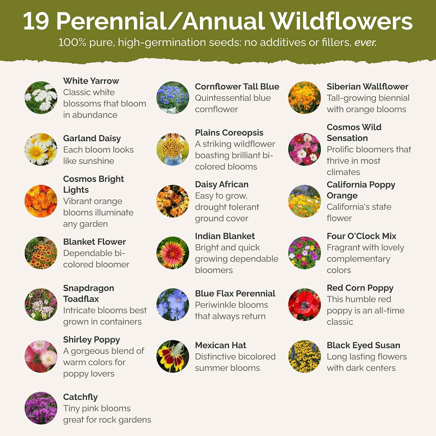 Eden Brothers All Perennial Wildflower Mixed Seeds for Planting, 1 lb, 480,000+ Seeds with Lupine, Shasta Daisy | Attracts Pollinators, Plant in Spring or Fall, Zones 3, 4, 5, 6, 7, 8, 9, 10