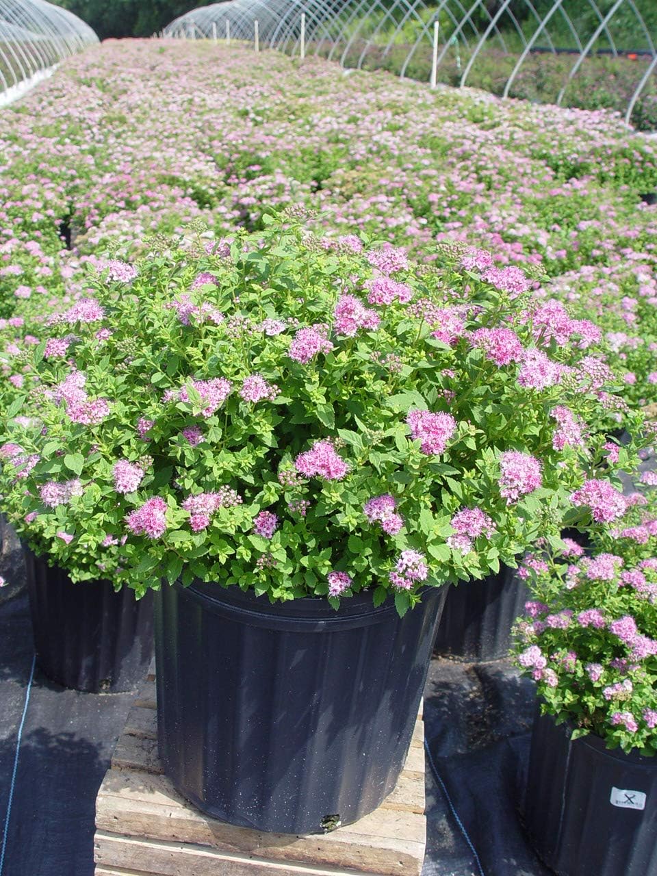 Proven Winners - Spiraea jap. Double Play Gold (Spirea) Shrub, , #3 - Size Container