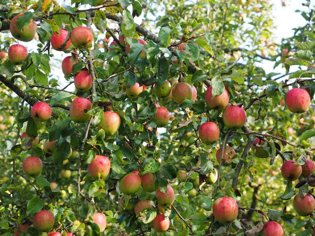 Fuji Apple Tree - Grow Fresh Fruit - Live Plant Shipped 3 Feet Tall by DAS Farms