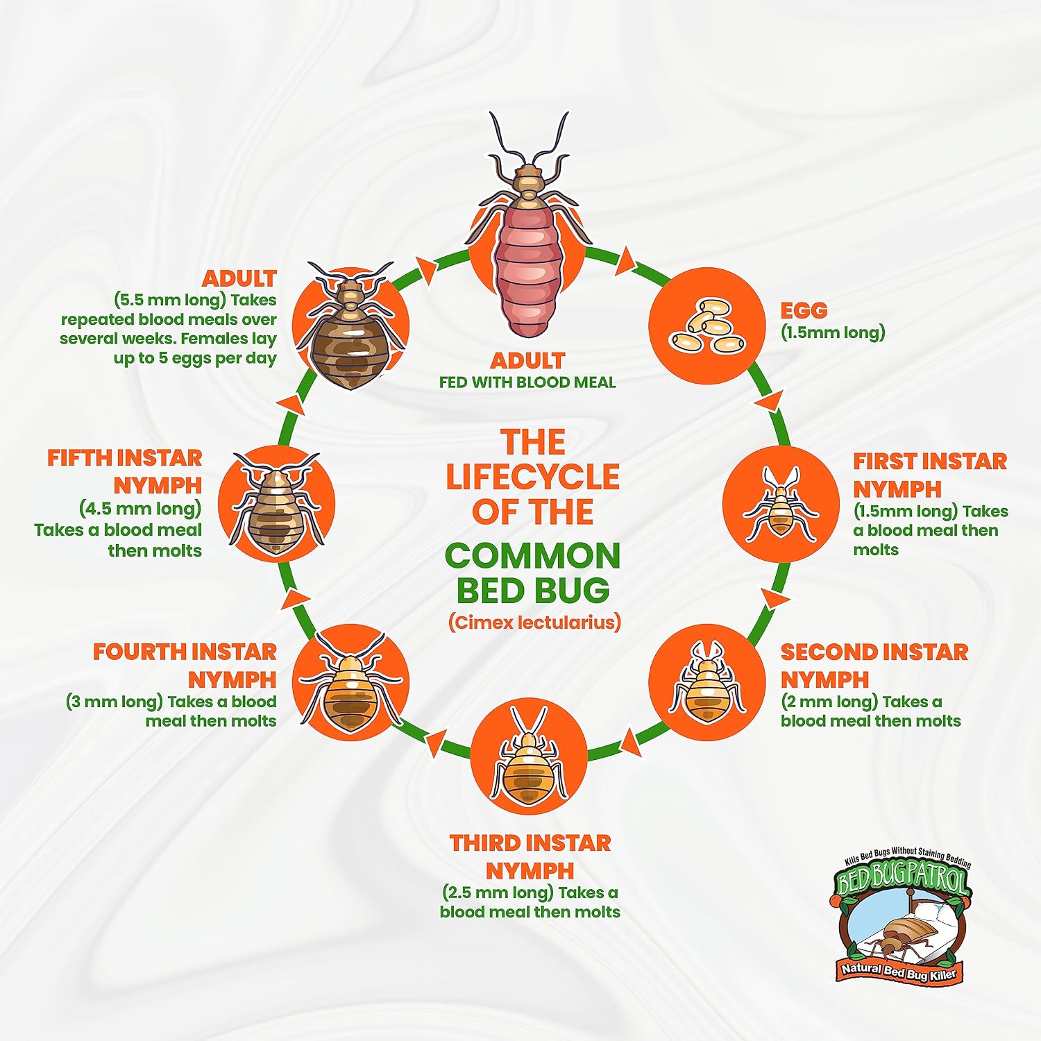 Bed Bug Patrol Bed Bug Spray & Bed Bug Killer for Home, Made in USA - 24 oz | Mattresses, Furniture, Seams, Cracks & Crevices | Targets Adult Bed Bugs, Eggs & Larvae | Plant-Based | Pet & Child Safe