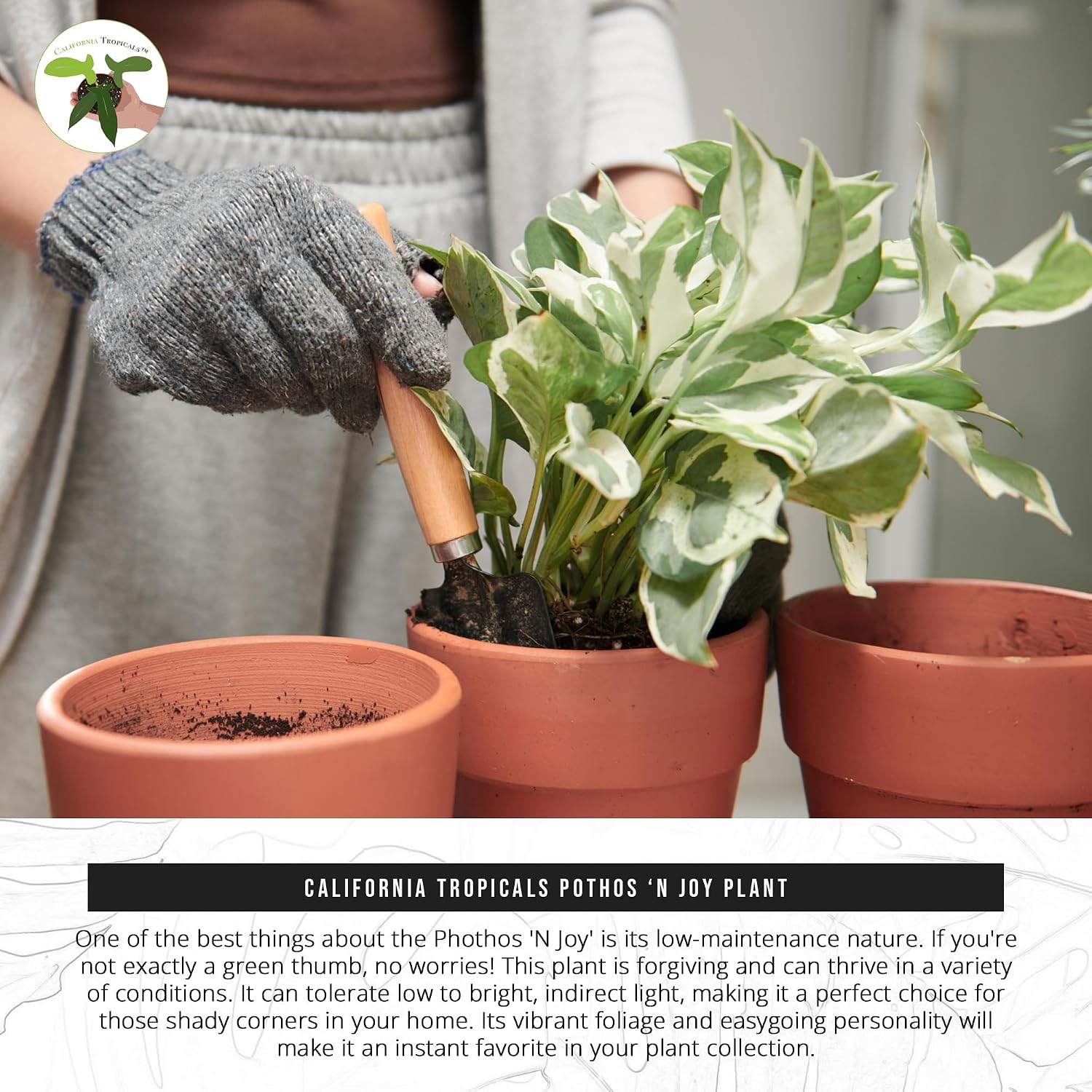 California Tropicals Pothos 'N Joy - 4" Live Plant - Variegated White and Green Leaves - Easy to Care for - Perfect for Home Decor, Gifts