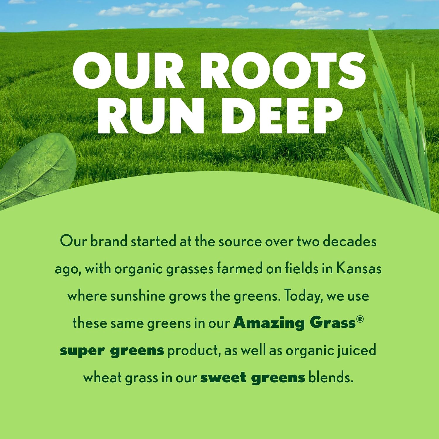 Amazing Grass Super Greens Powder Original, 60 Servings, 16.9 oz | Organic Greens Superfood Powder with Spirulina, Beet Root, Probiotics & Digestive Enzymes to Support Digestion