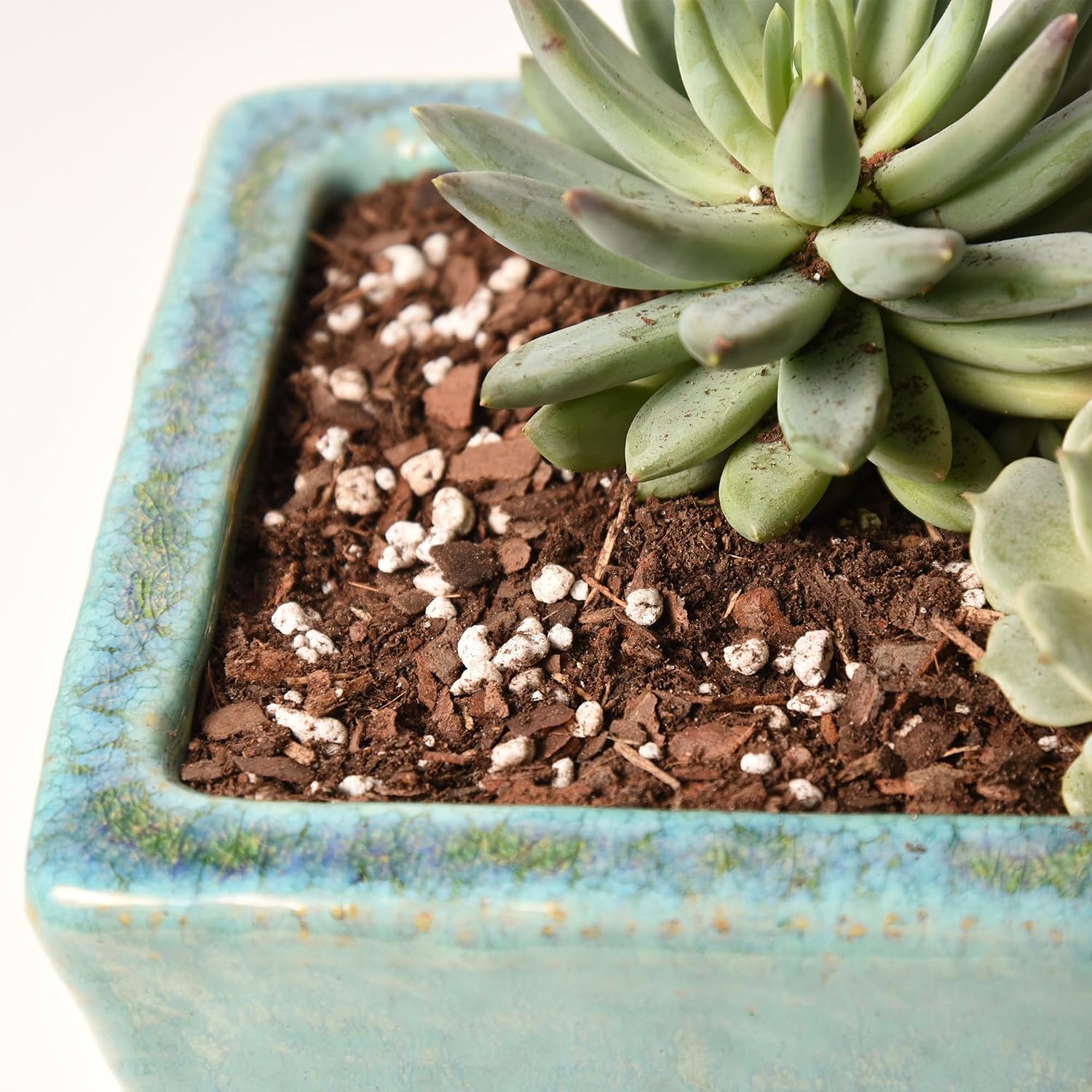 Perfect Plants Succulent & Cactus Soil, 8 qt, Organic Potting Mix | Fast draining blend of peat moss, composted pine bark, perlite and lime for the dry roots cacti love, resealable bag