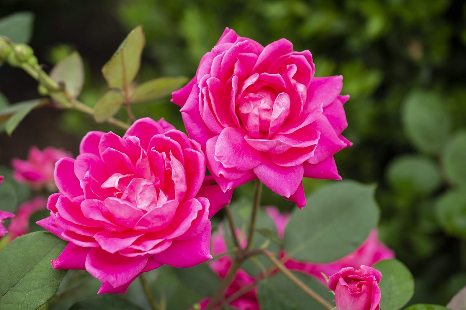 Green Promise Farms Rosa `Double Knock Out` (Reblooming) Rose, 3 Size Container, pink flower