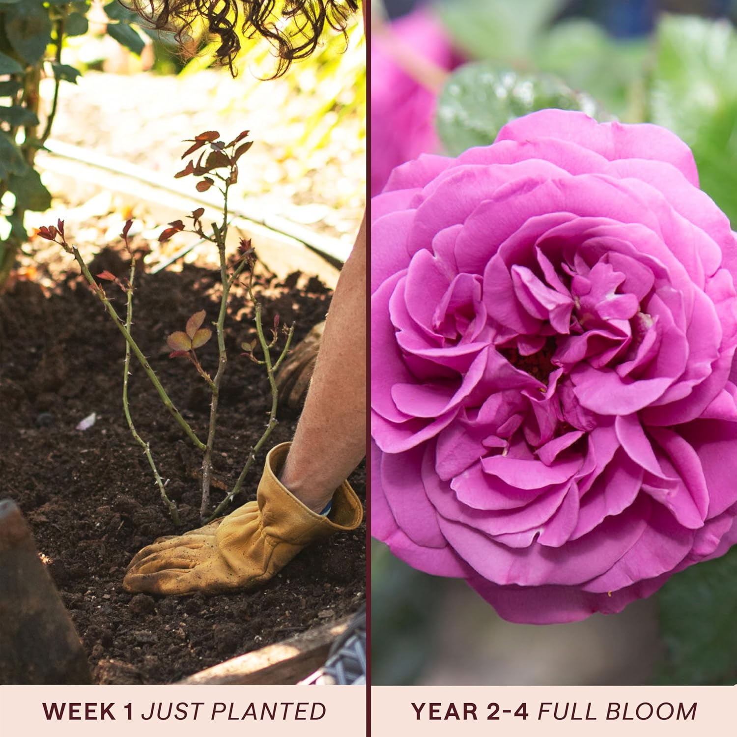Heirloom Floribunda Roses, Live Own Root Plant, Koko Loko™ | Moderately Fragrant, Hardiness Zones: 6-10, Repeat Blooming,For Outdoor Gardens, Planters, and Pots