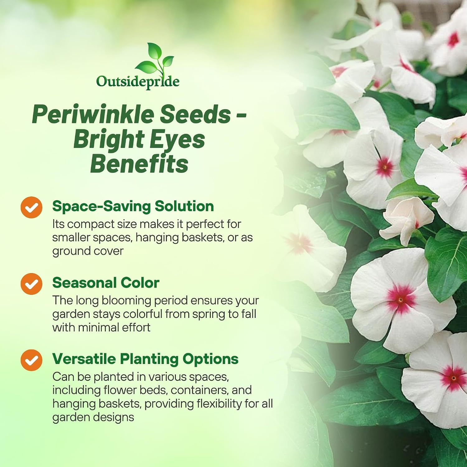 Outsidepride Bright Eyes Periwinkle Seeds for Planting – 4000 Pcs Annual, Fast-Blooming, Heat & Drought Tolerant Vinca Flower Seeds with Vibrant Colors Ideal for Gardens, Beds, Borders & Containers