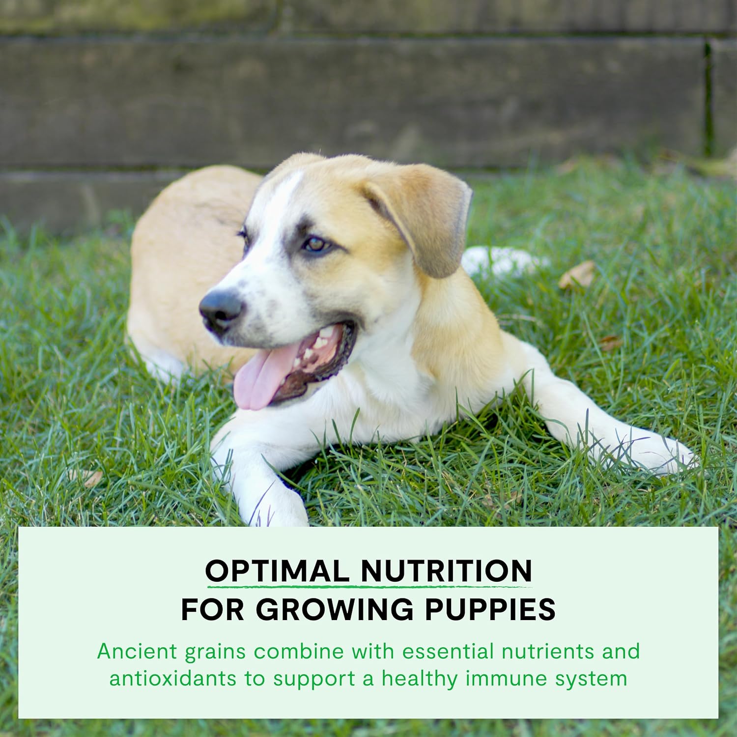 Open Farm Ancient Grains Dry Puppy Food, Chicken & Salmon Kibble, 4lb Bag