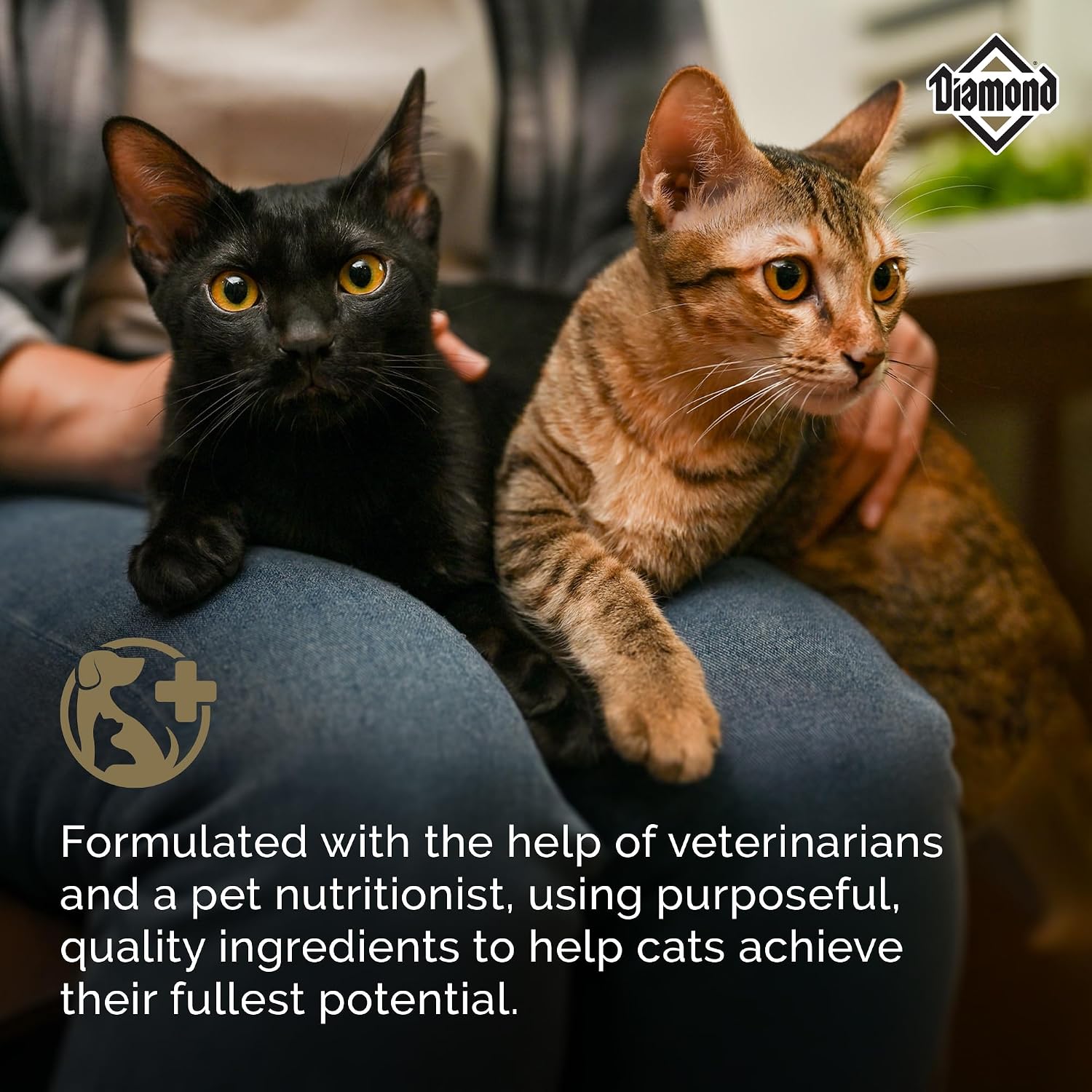 Diamond Maintenance Adult Dry Cat Food, Chicken Protein, 20lb | For Moderately Active Cats | Omega Fatty Acids to Help Support Skin & Coat Health | Taurine for Heart & Eye Health