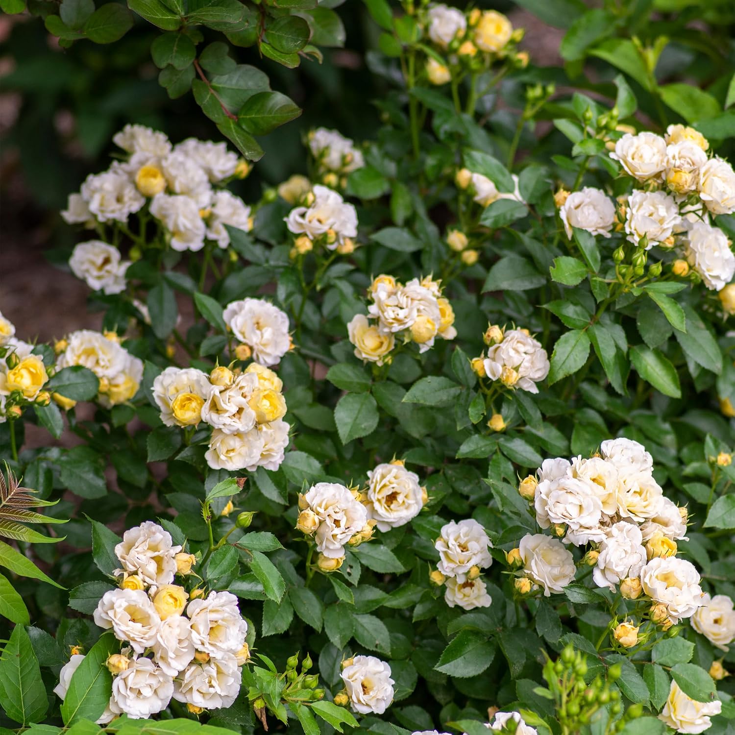 Drift 2 Gal. Popcorn Rose Shrub