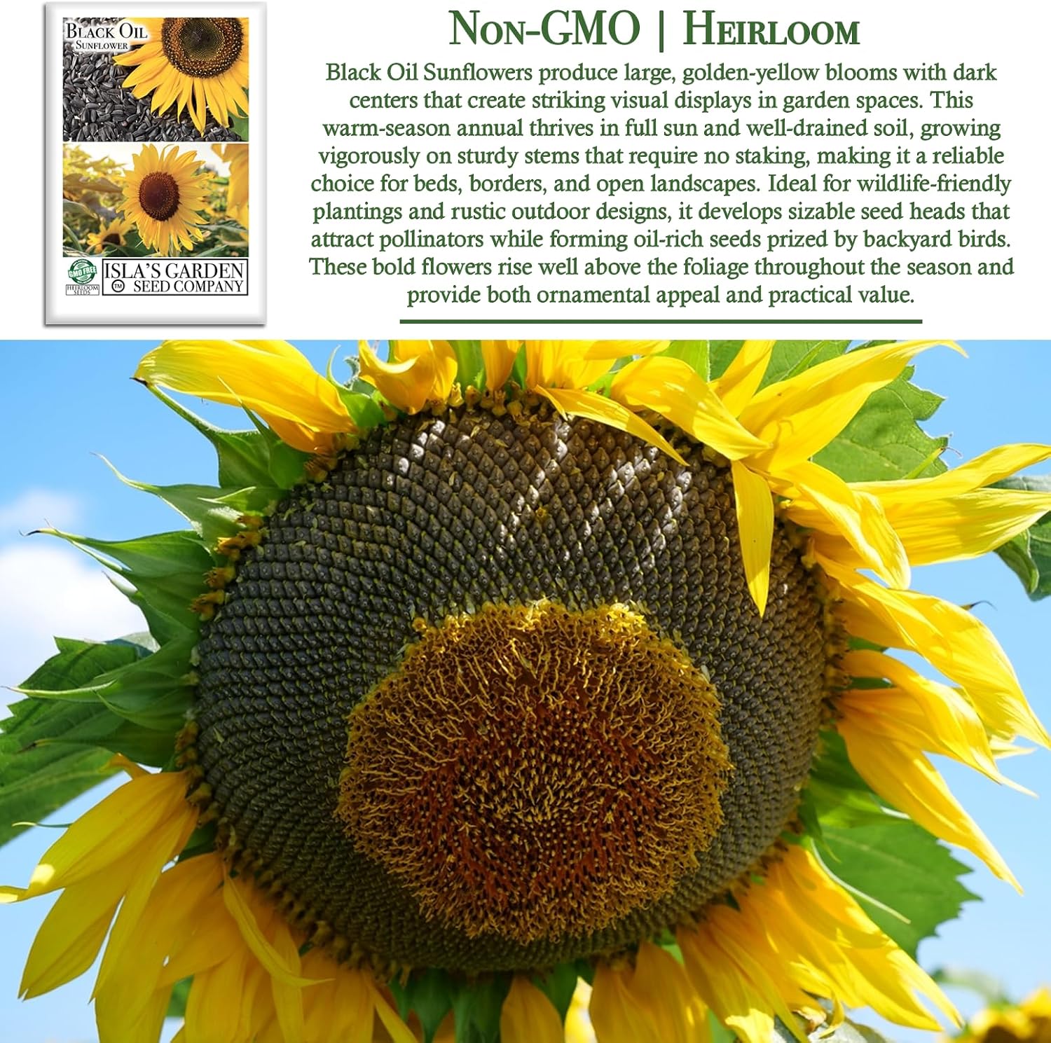 Black Oil Sunflower Seeds (Helianthus annuus) – 150+ Non GMO & Heirloom Seeds by Isla’s Garden Seeds