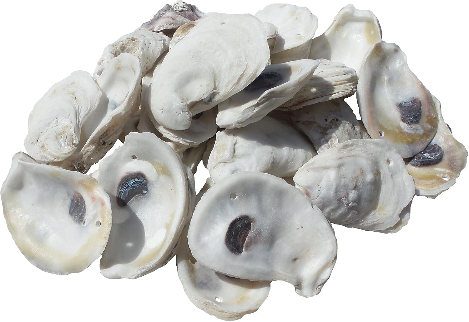 U.S. Shell, Inc., Drilled Oyster Shells, 2 to 3"
