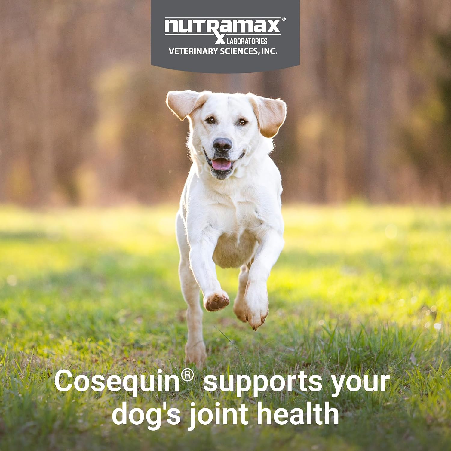 Nutramax Cosequin Dog Joint Supplement, Skin & Coat, Soft Chews, 60ct | Glucosamine & Chondroitin for Dogs with MSM, Omega-3s, Supports Joints