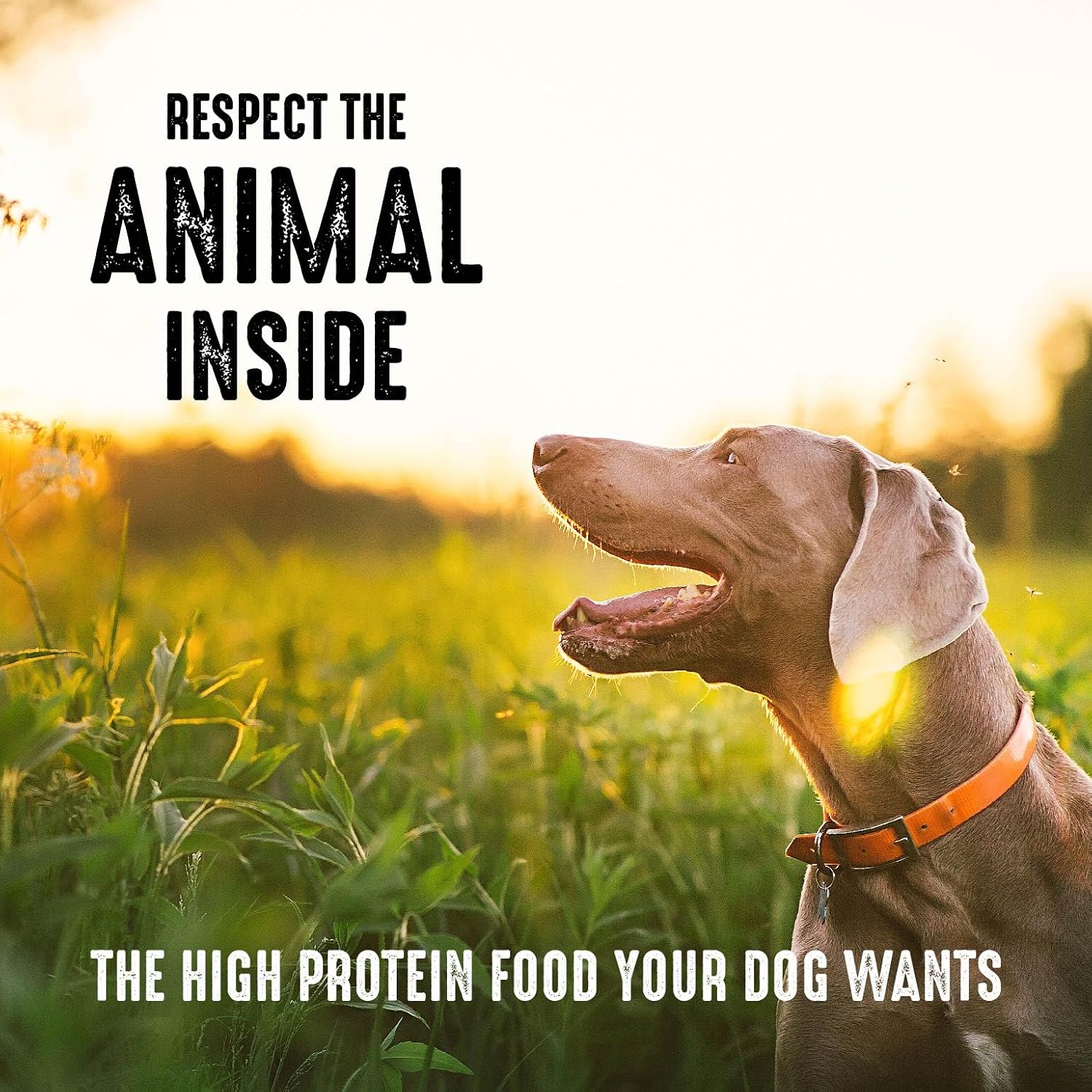 CRAVE Grain Free High Protein Natural Adult Dry Dog Food, Lamb, 4 lb | 34% protein, real animal protein, no by-product meal, no corn, wheat, soy, no artificial flavors, energy support