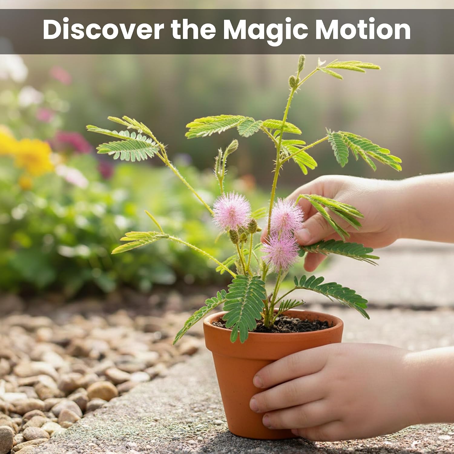 Zombie Plant Seed Packets – Grow a Live Sensitive Plant that Plays Dead When Touched! Indoor Plant Seeds & Educational STEM Activity | House Plant Seeds | Unique Garden Seeds – 2 Pack