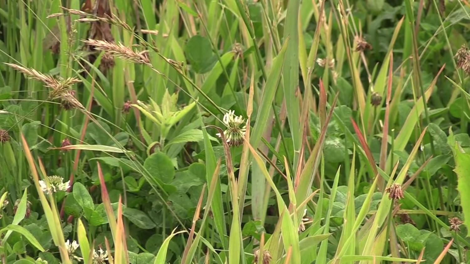 Whitetail Institute Arrest Max Selective Grass Control Herbicide Specifically Developed for Deer Food Plots, 1 Pint