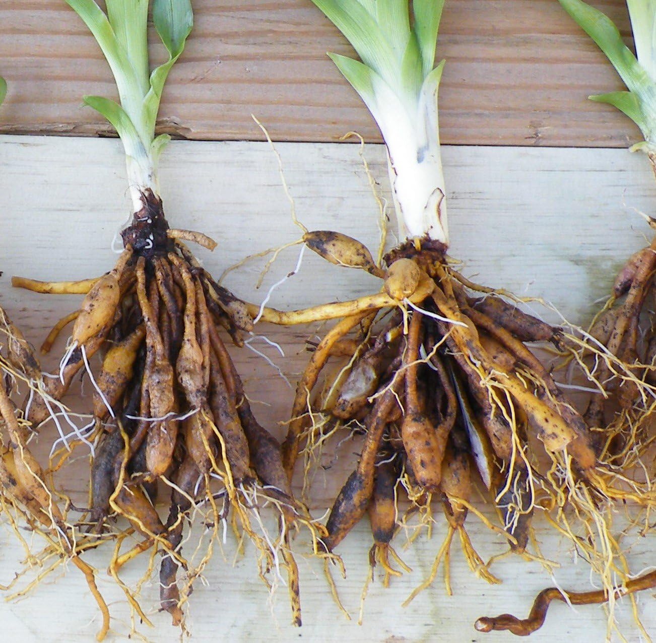 Stella D'oro Yellow Daylilies - 5 Bare Root Perennials Re-Bloomer