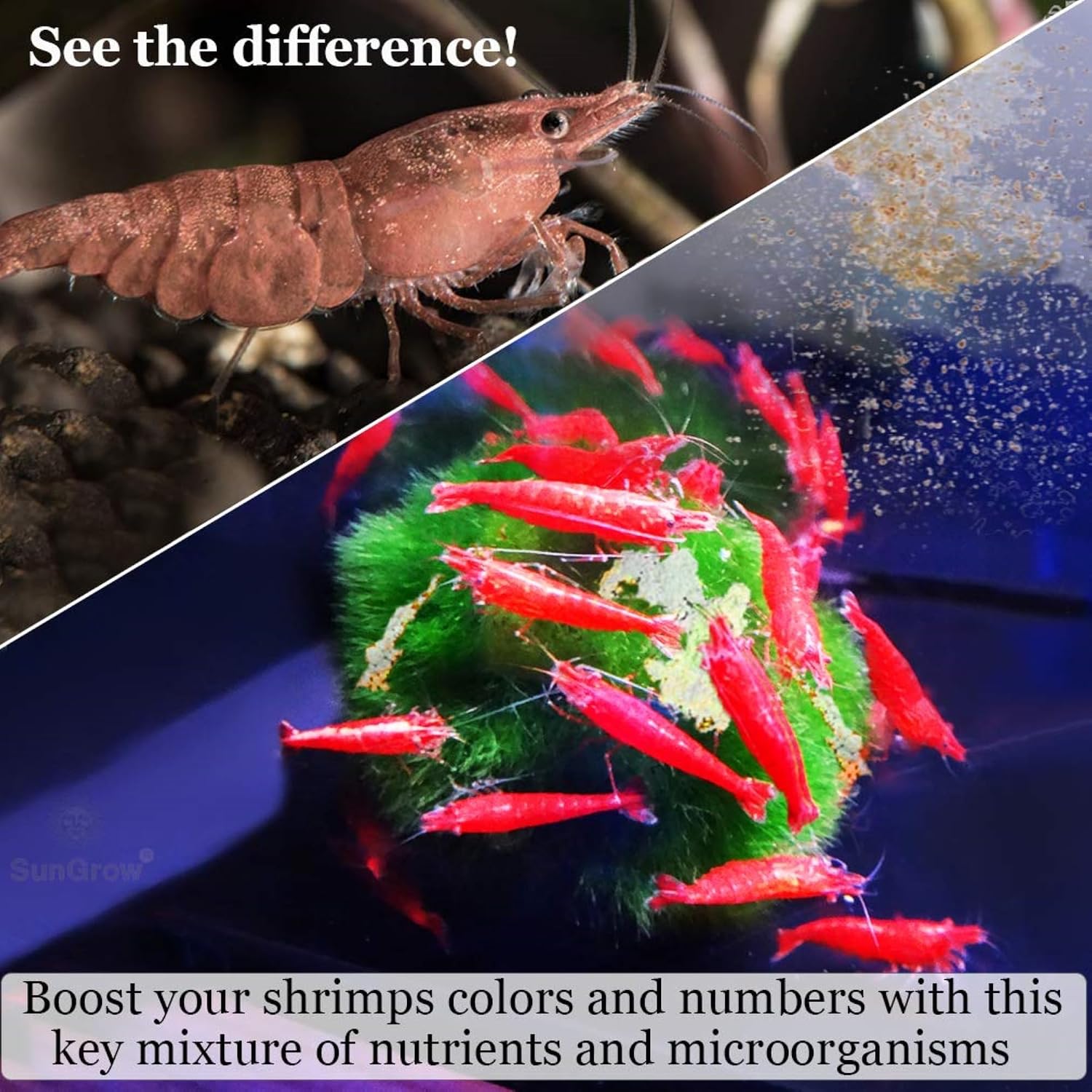 SunGrow Shrimp Rocks, Calcium, Magnesium Rocks for Crayfish, Hermit Crab, Snails, Crustacean Care, Aquarium Decor for Crystal Red, Amano and Ghost Shrimps, Nano Tank Accessories, Fish Tank Supplies