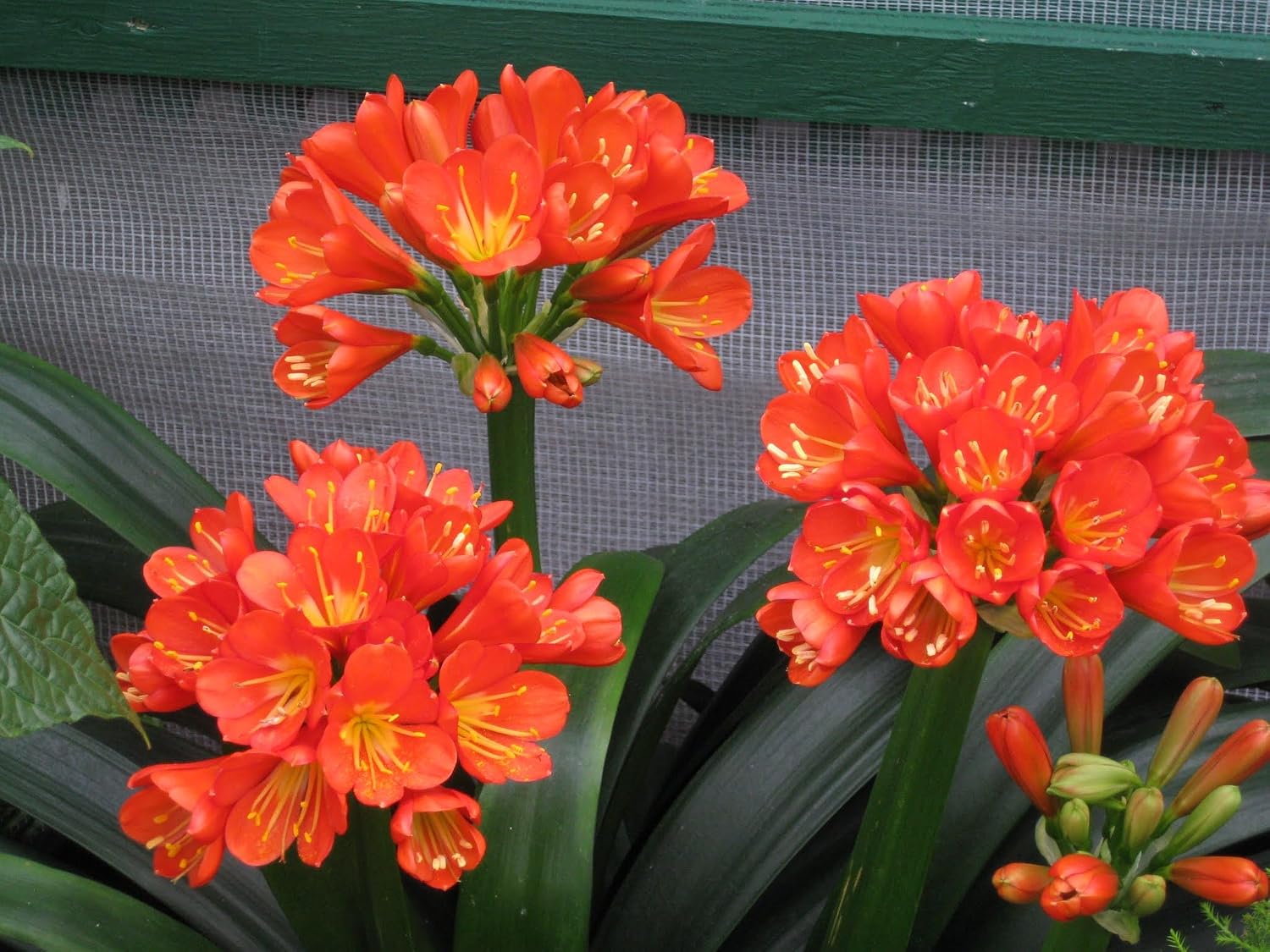 Peter's 20-20-20. 2 Pounds. General Purpose Water Soluble Fertilizer with Micro Nutrients.
