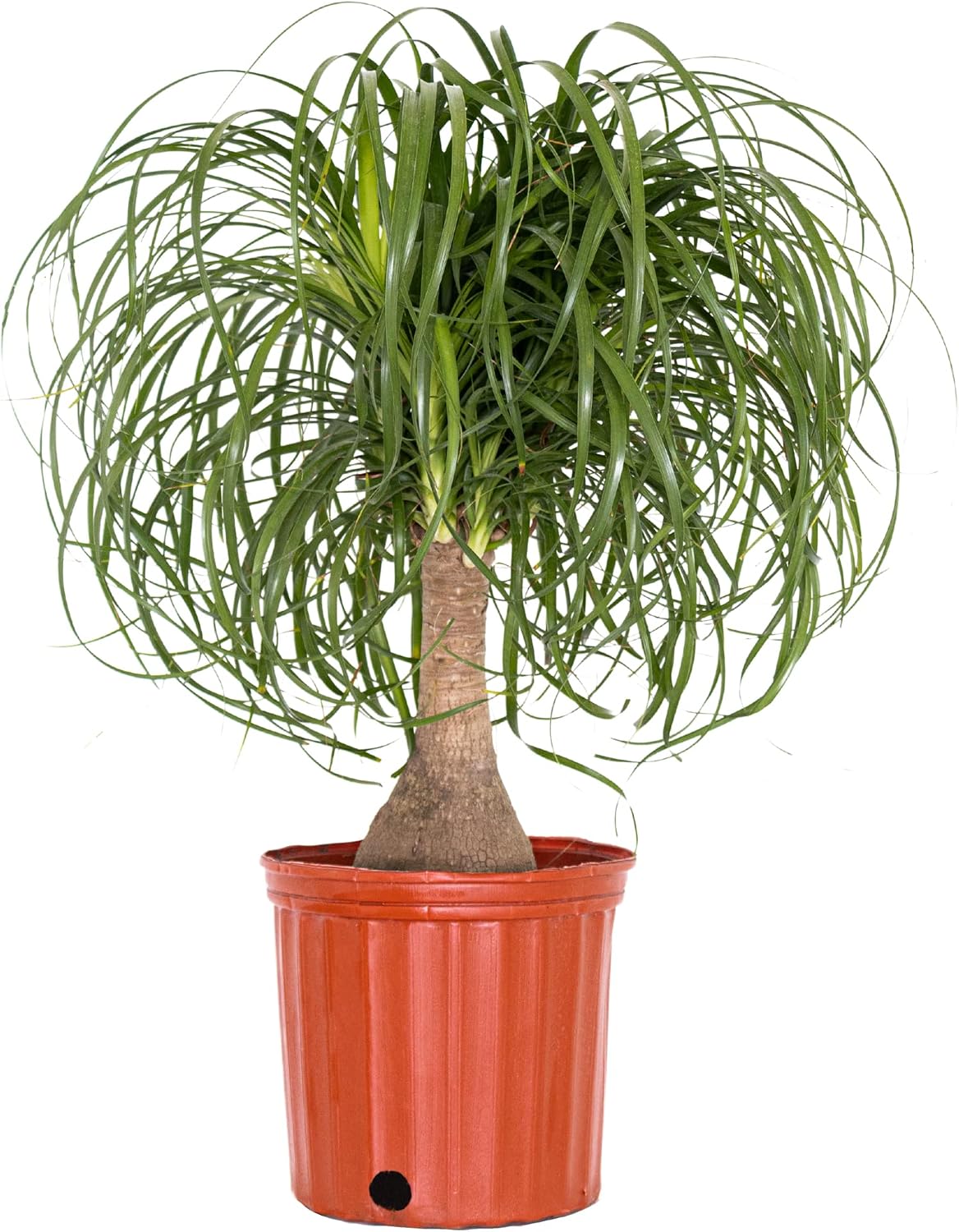 Ponytail Palm Live Plant by United Nursery Indoor House Plant for Home, Patio, or Office Decor (Plant Pot, 10-inch Pot)